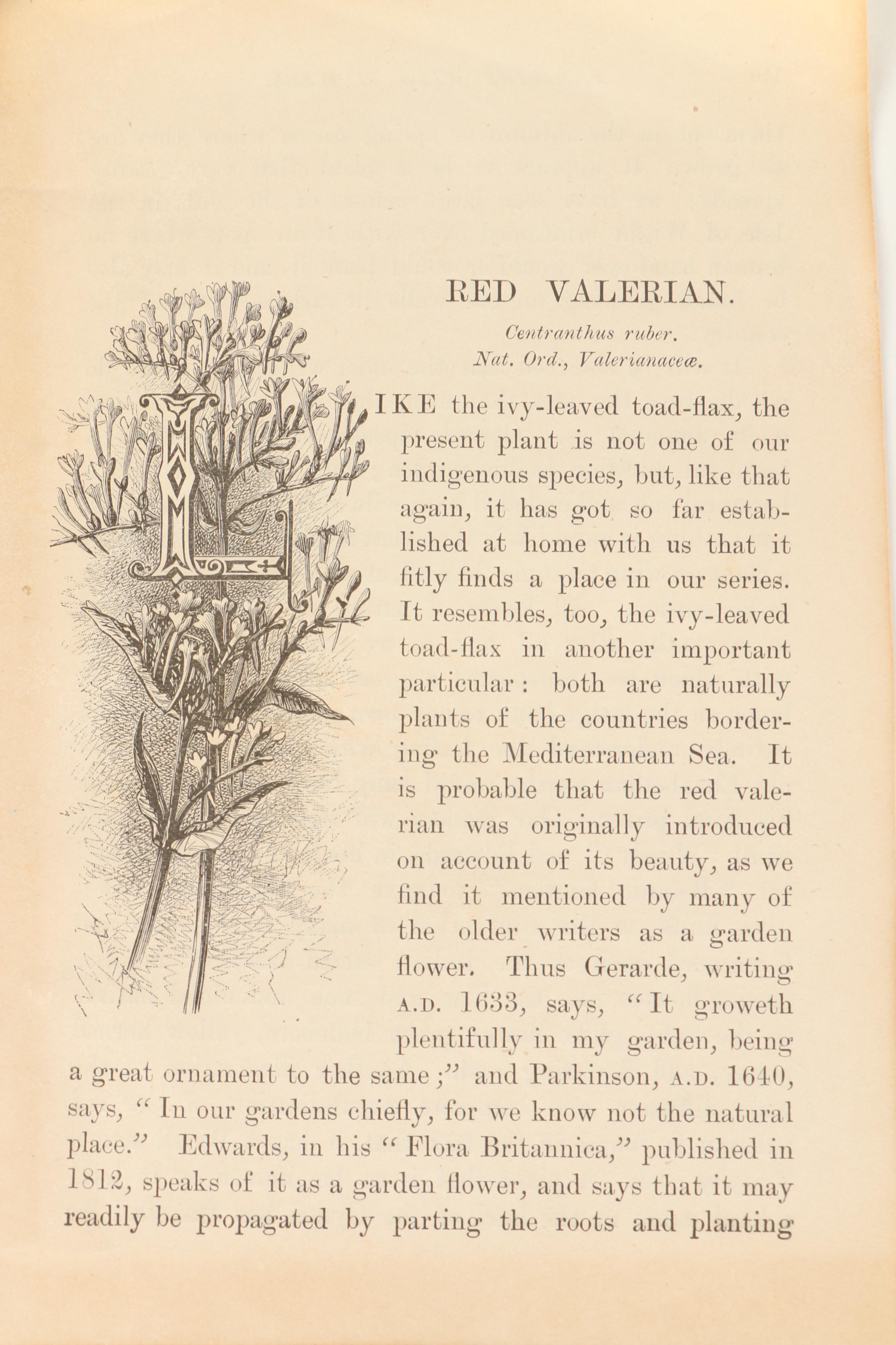 F.E. Hulme Offset Lithographs From "Familiar Wild Flowers"