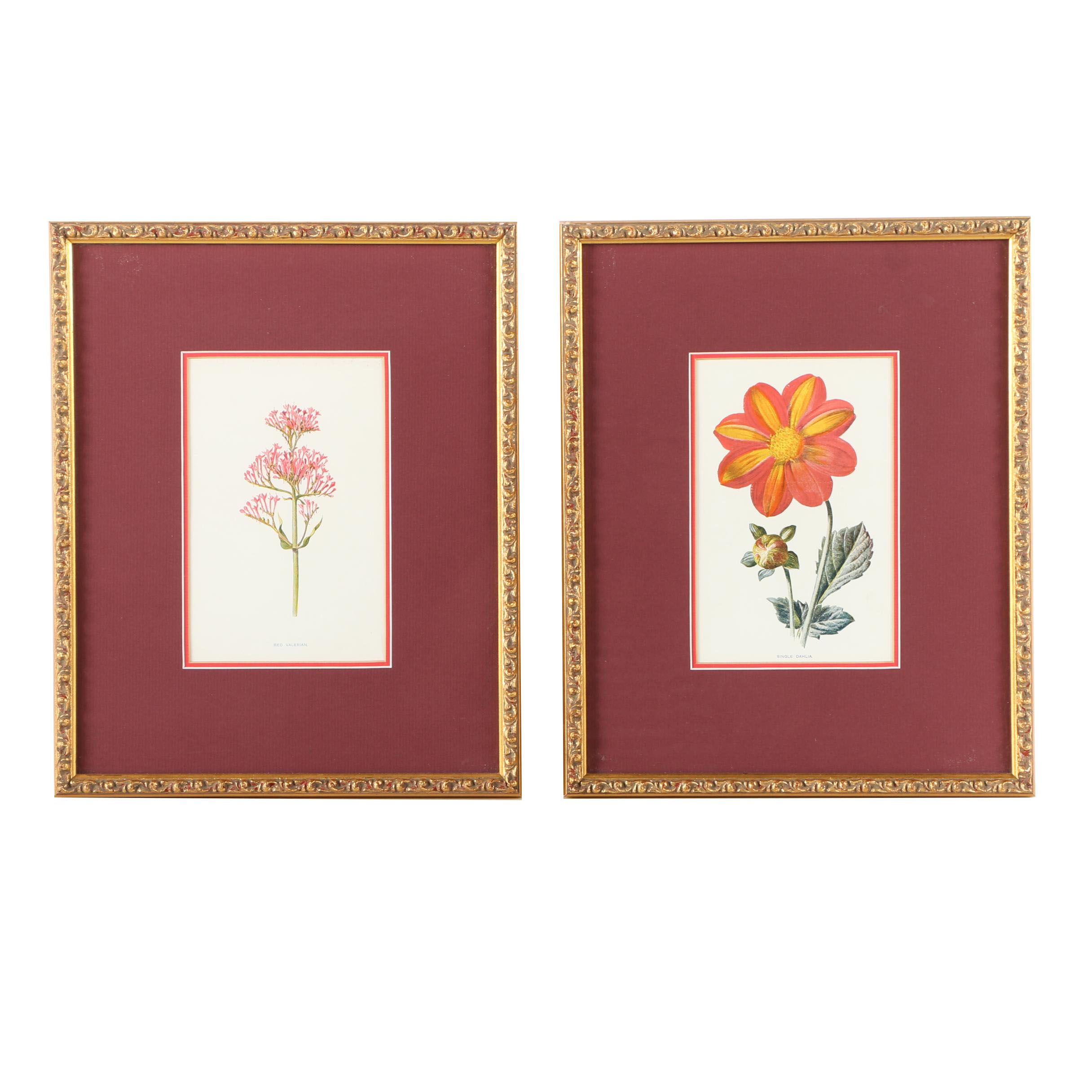 F.E. Hulme Offset Lithographs From "Familiar Wild Flowers"