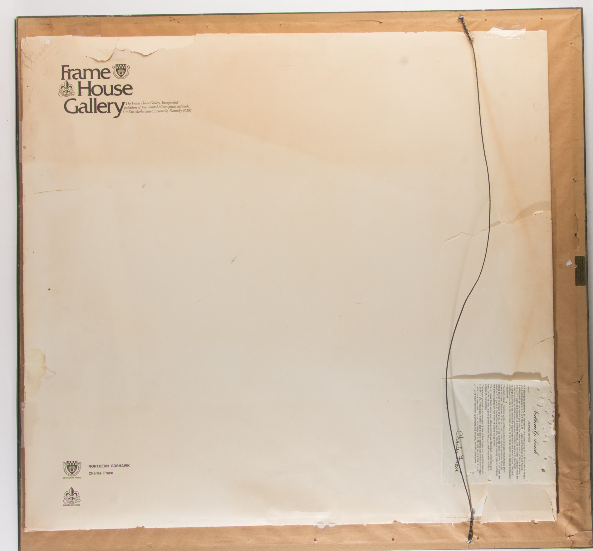 Charles Fracé Signed Offset Lithograph on Paper "Northern Goshawk"