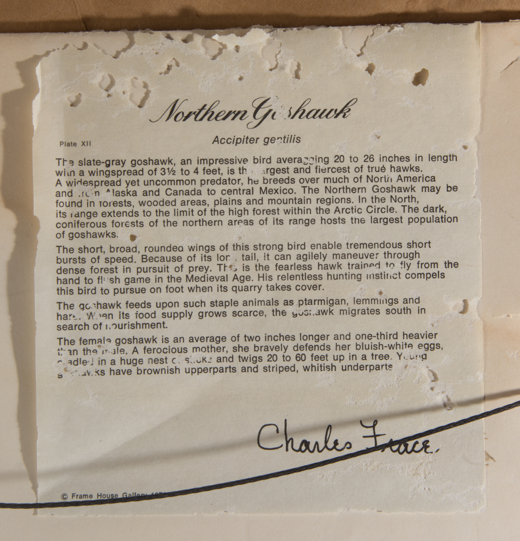 Charles Fracé Signed Offset Lithograph on Paper "Northern Goshawk"