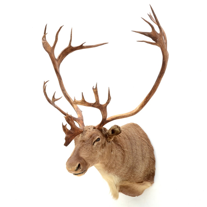 Caribou Taxidermy Shoulder Mount