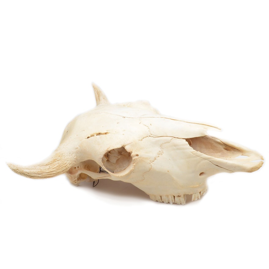 Skeletal Specimen of a Steer Skull