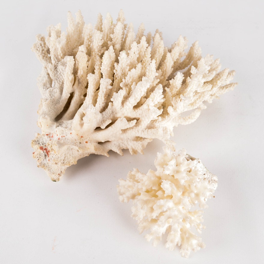 Recent Scleractinian Coral Specimens