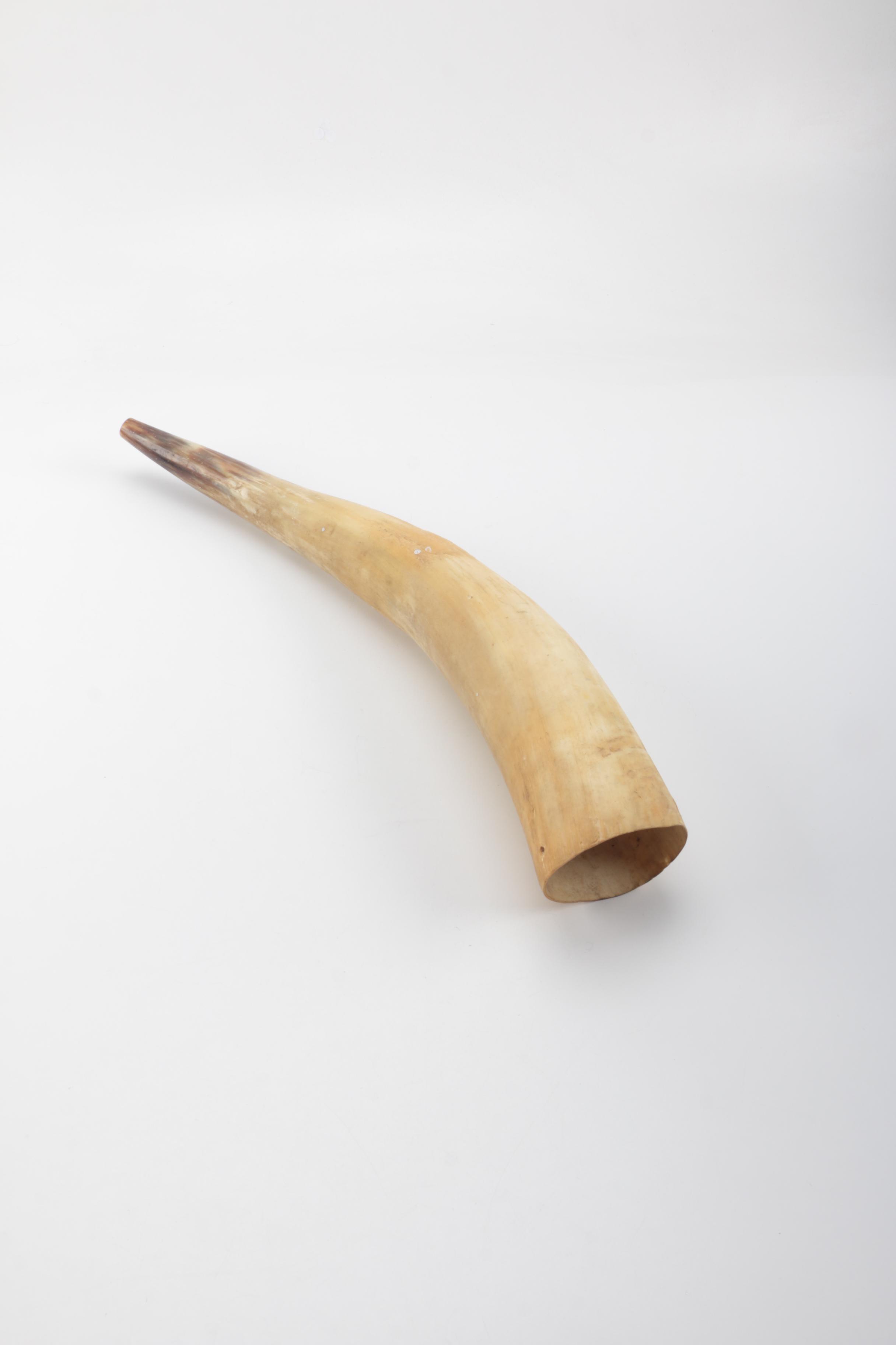 Decorative Cattle Horn