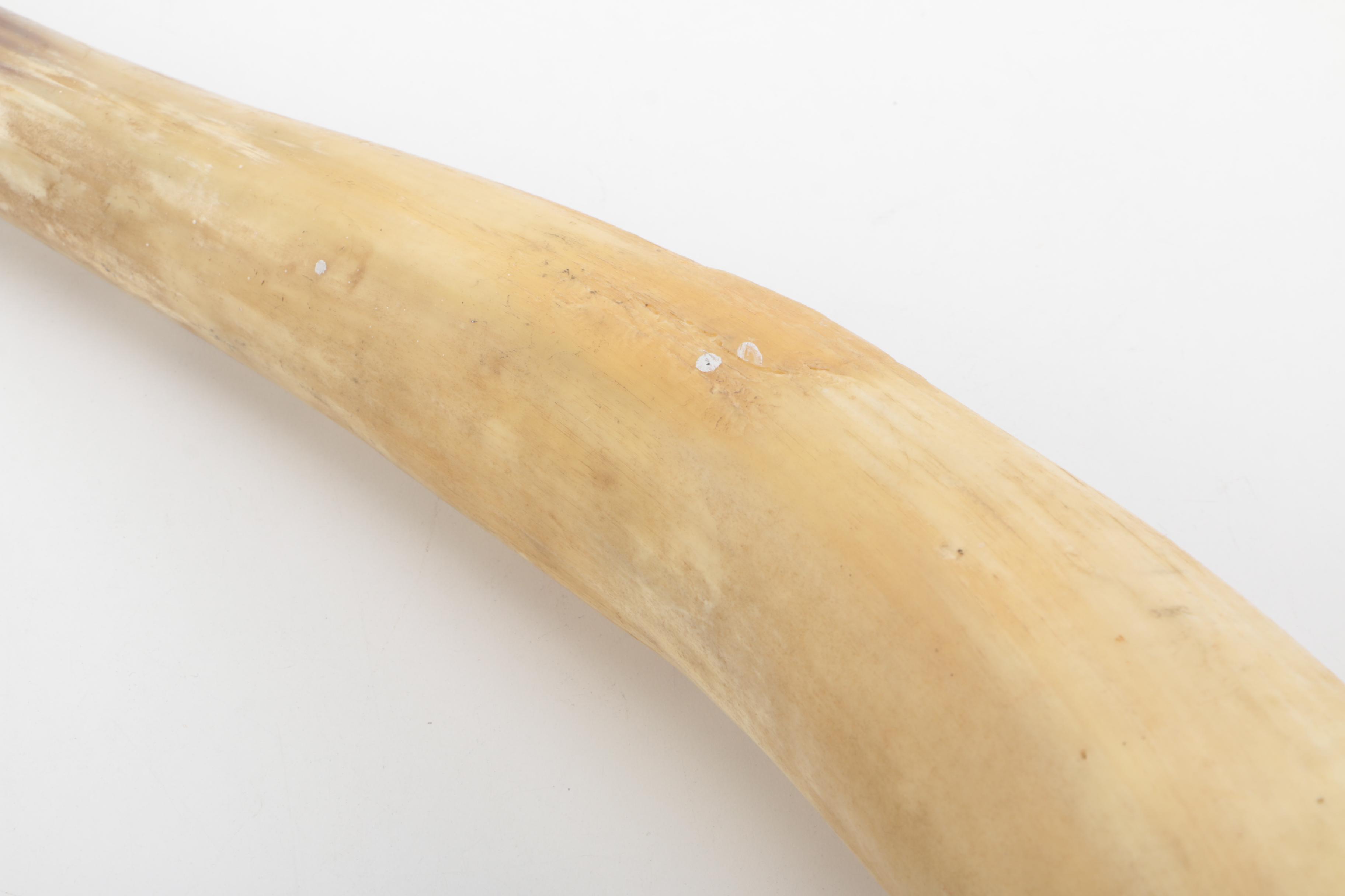 Decorative Cattle Horn