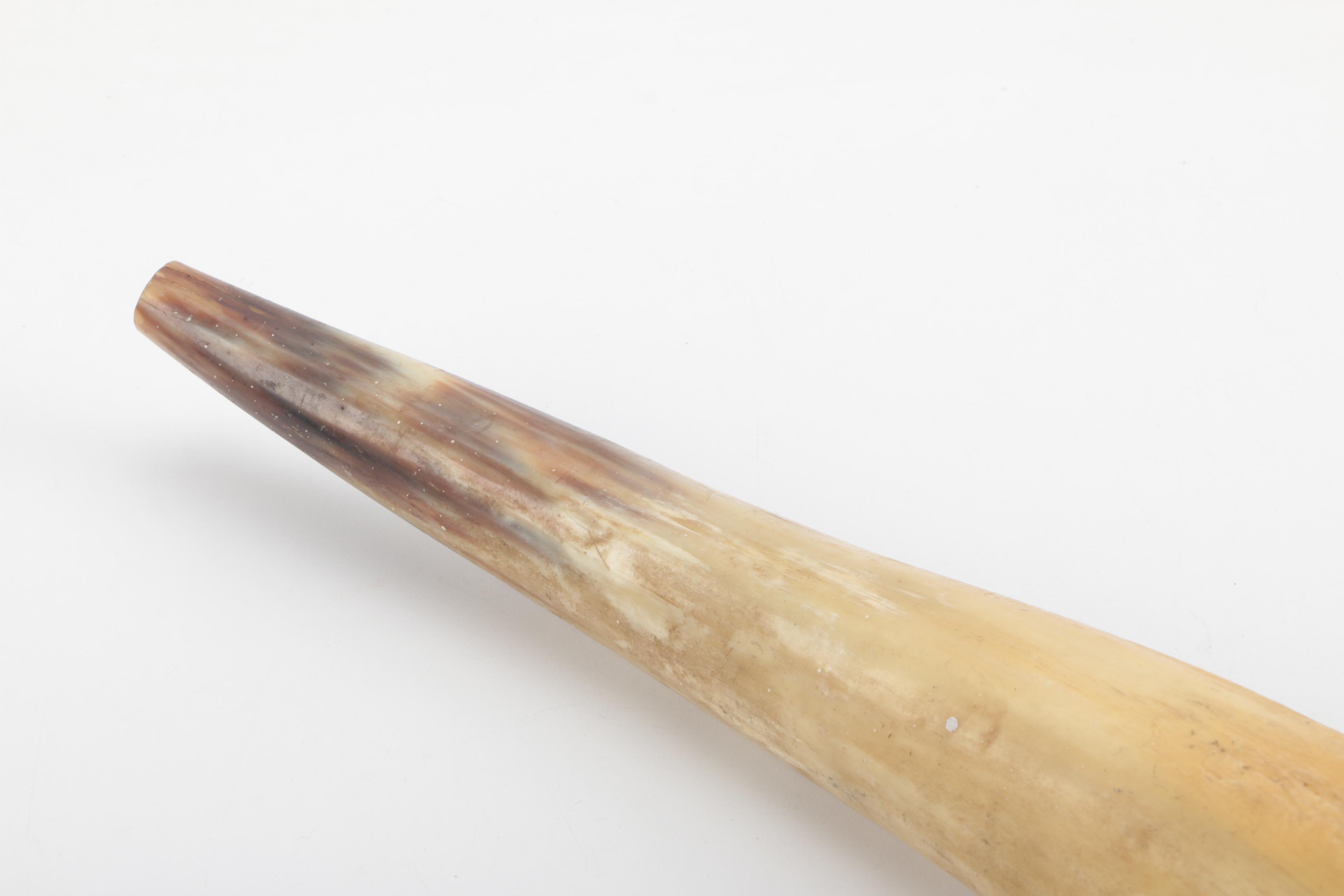 Decorative Cattle Horn