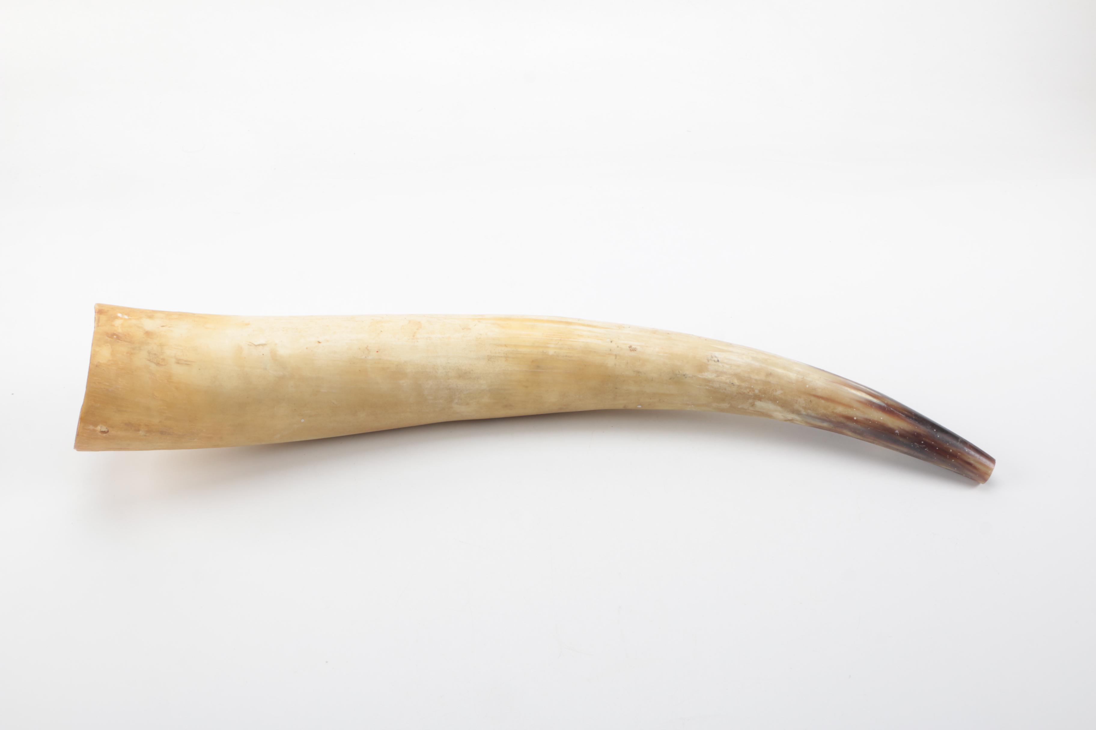 Decorative Cattle Horn