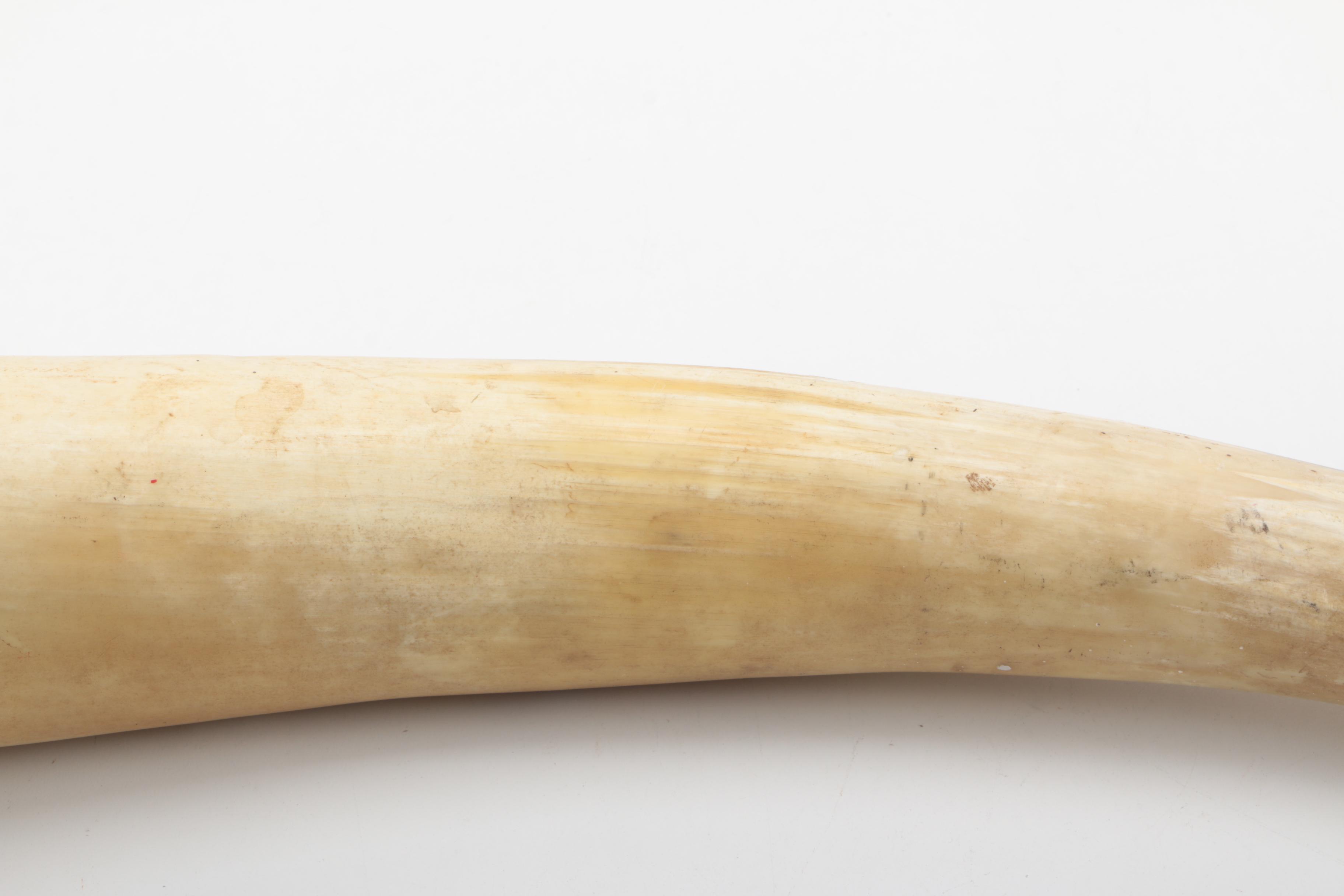 Decorative Cattle Horn