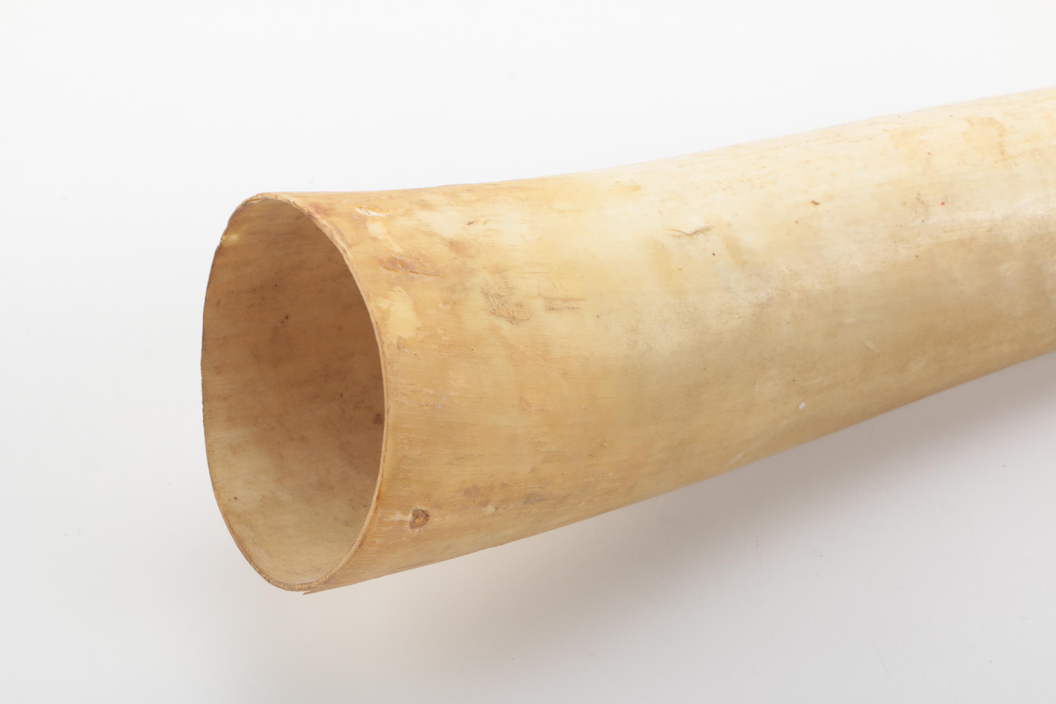 Decorative Cattle Horn