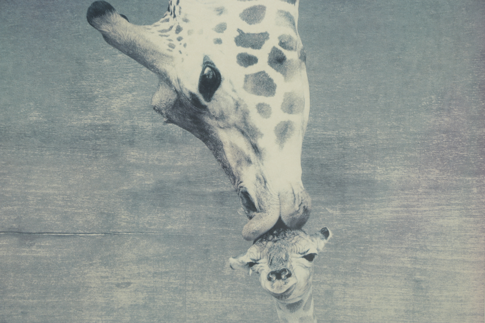 After Ron D'Raine Offset Lithograph "The Kiss"