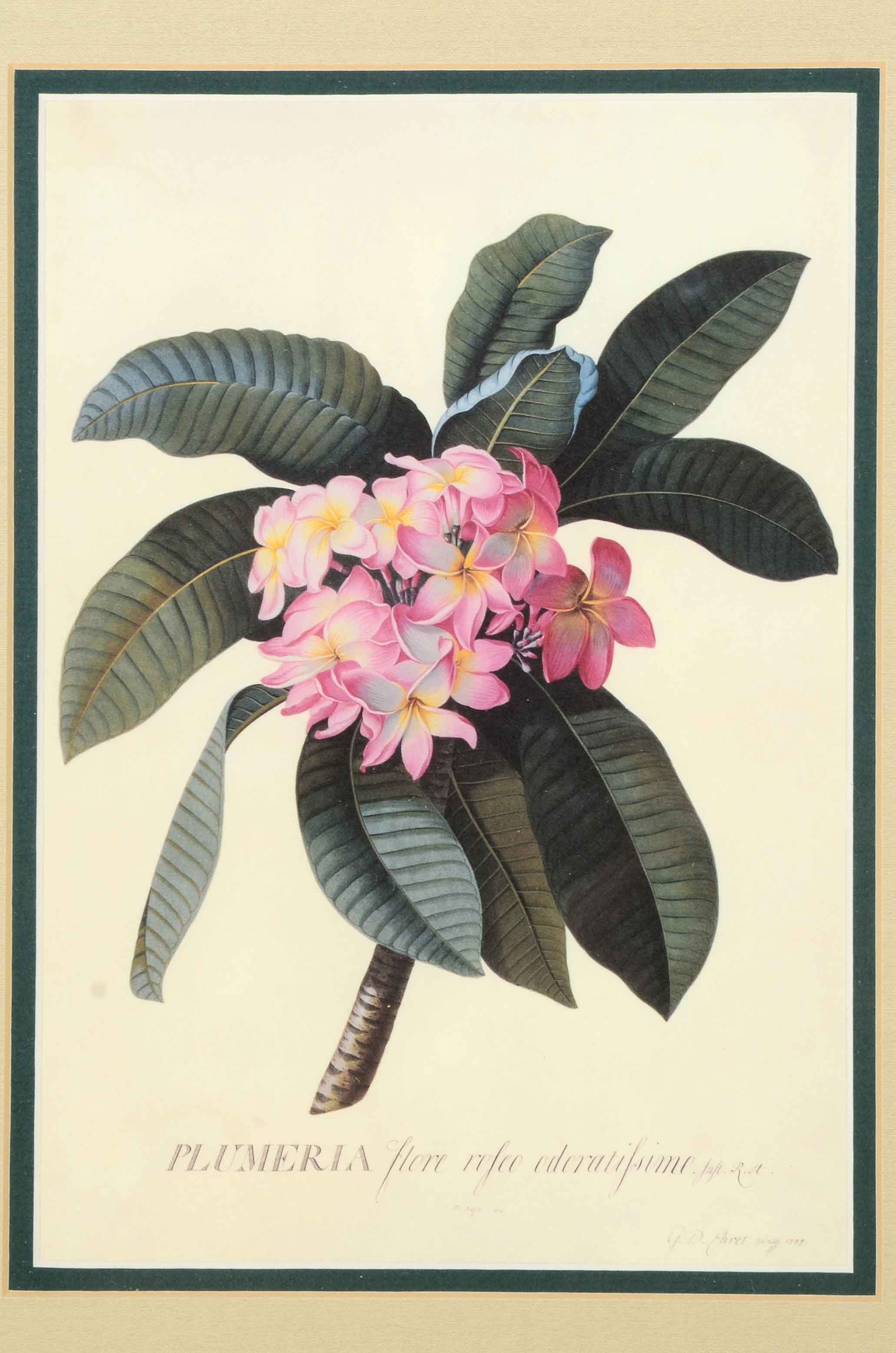 Three Framed Floral Prints