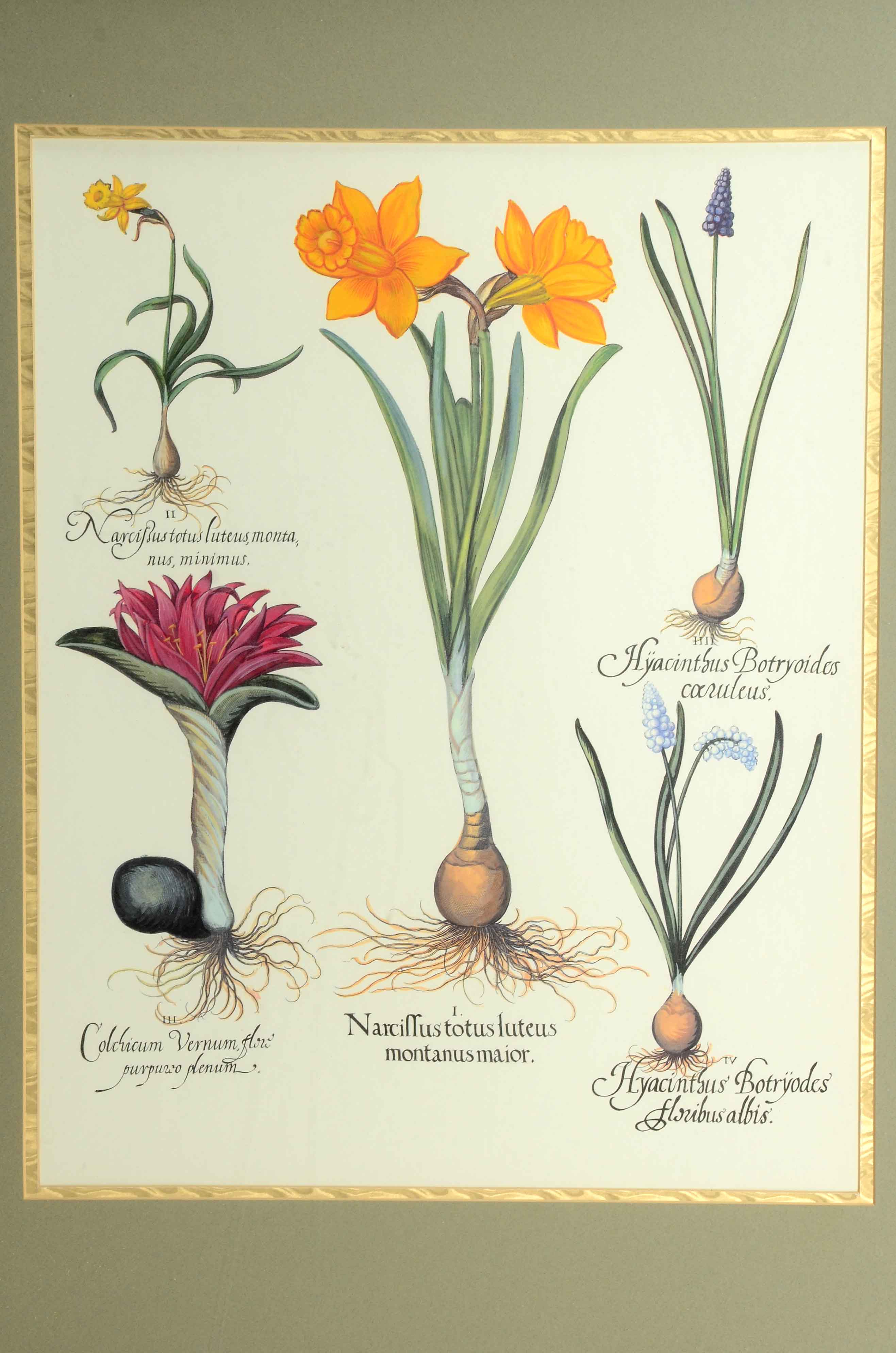 Framed Botanical Print