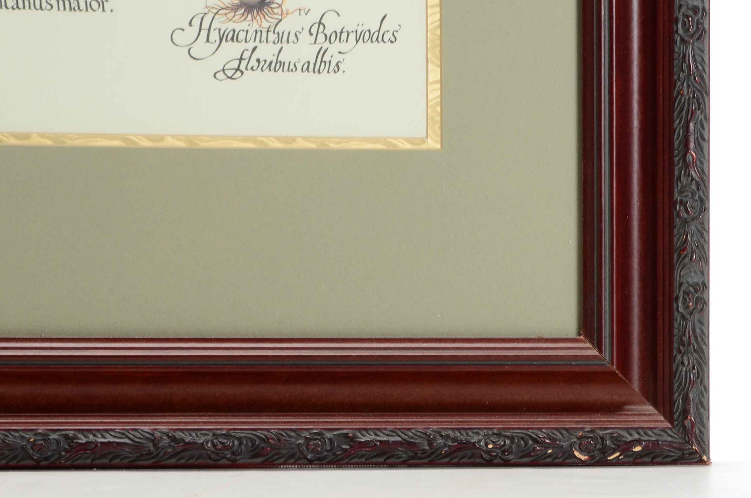 Framed Botanical Print