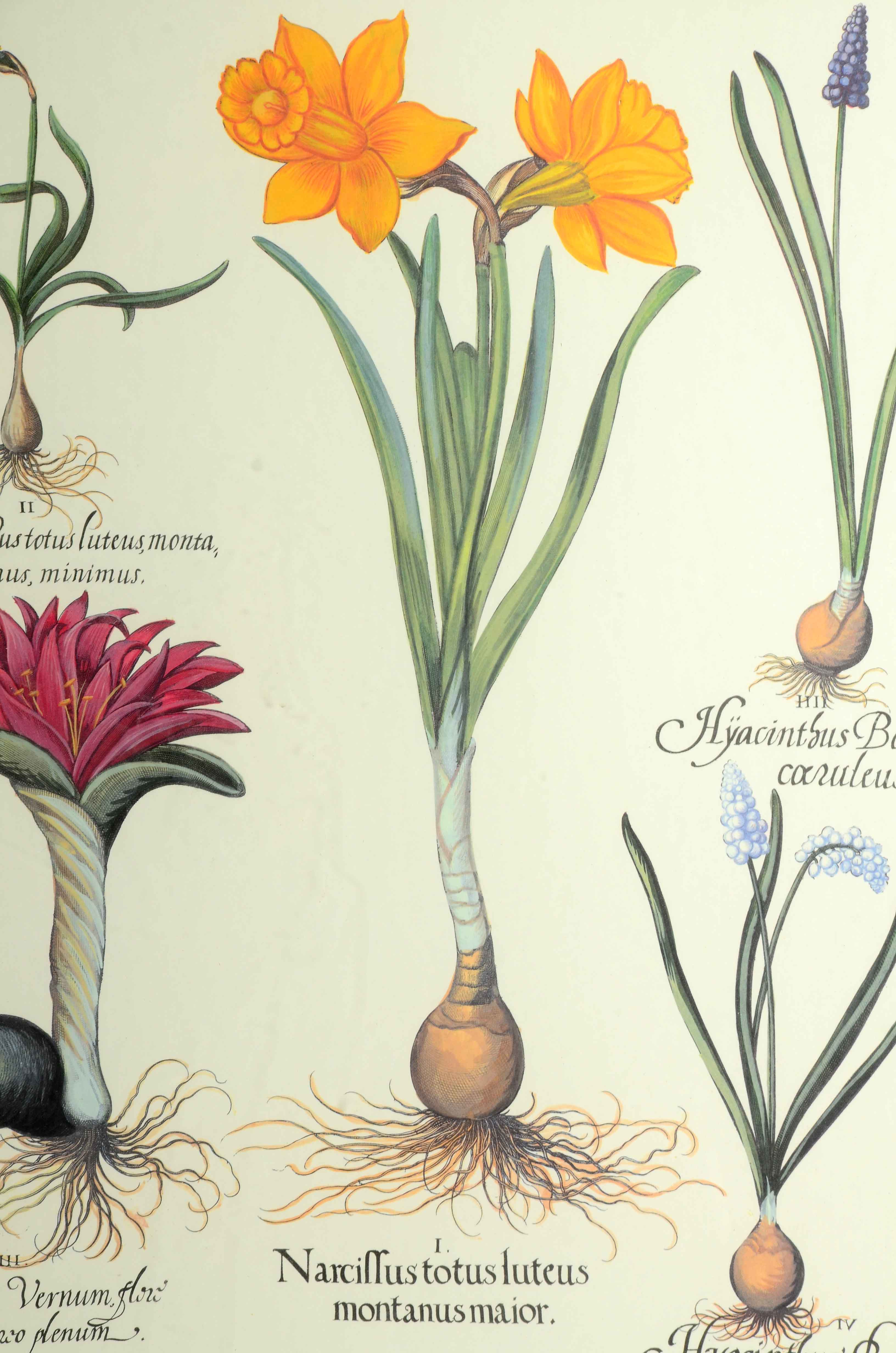 Framed Botanical Print