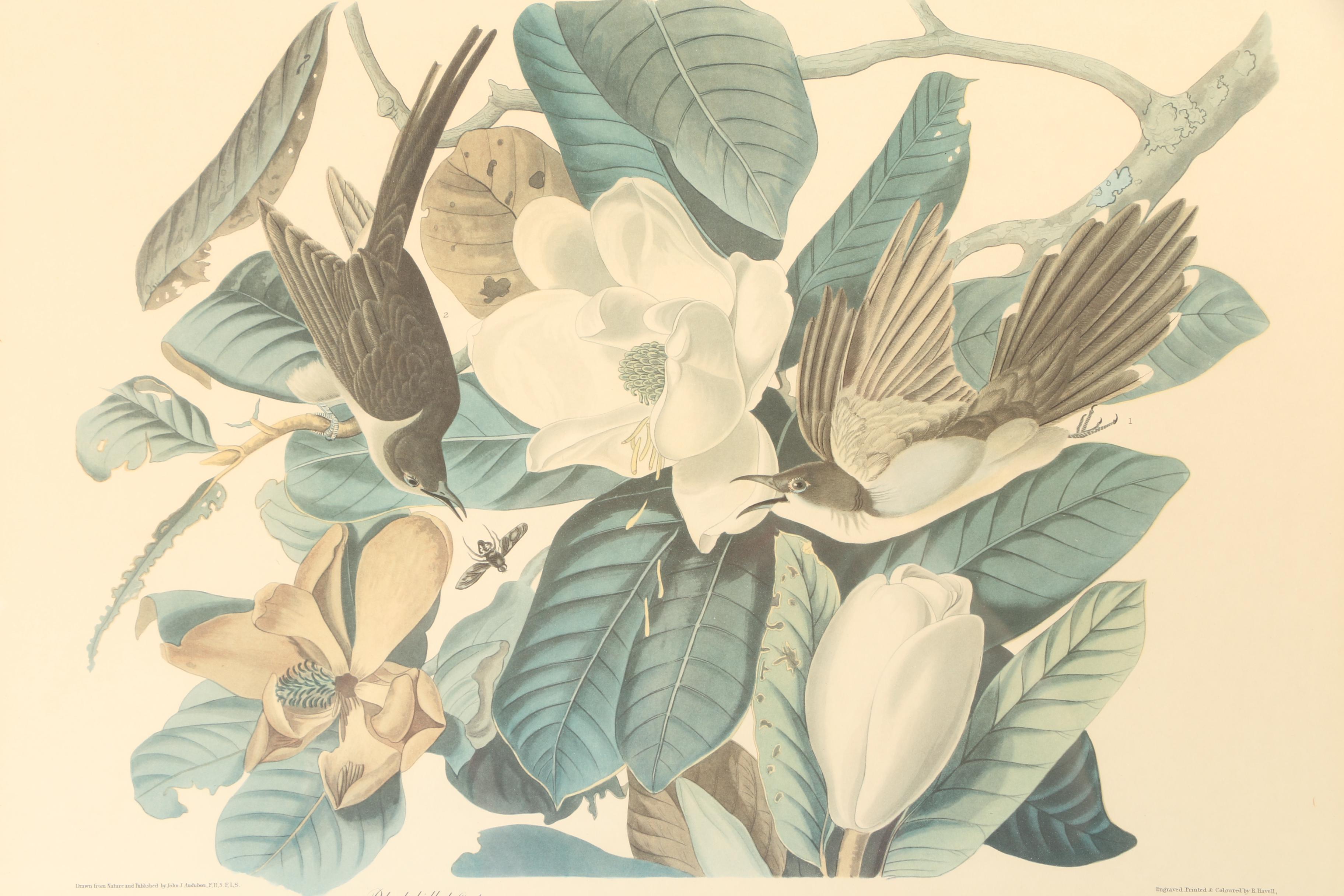Offset Lithograph After John J. Audubon's "Black-billed Cuckoo"