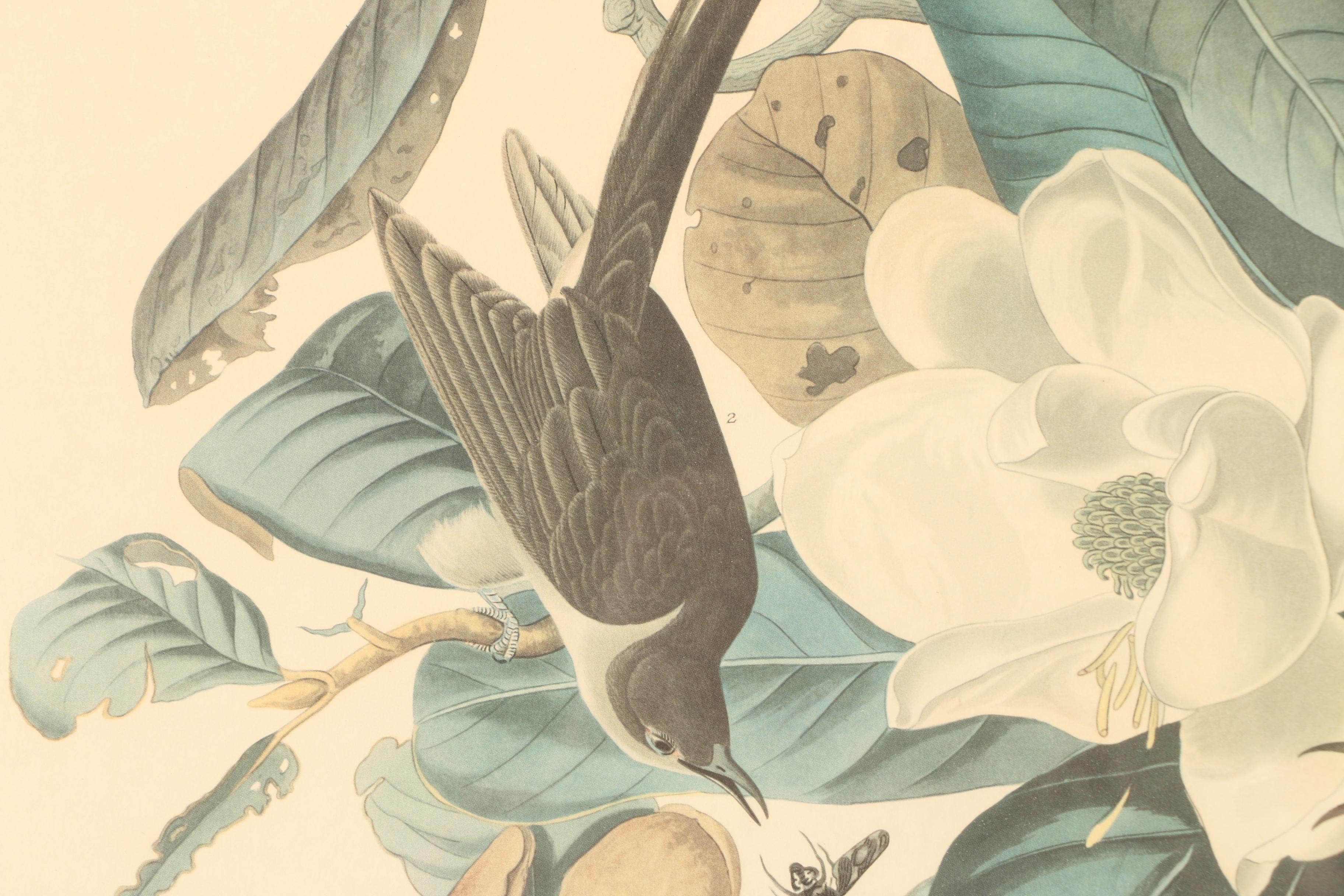 Offset Lithograph After John J. Audubon's "Black-billed Cuckoo"