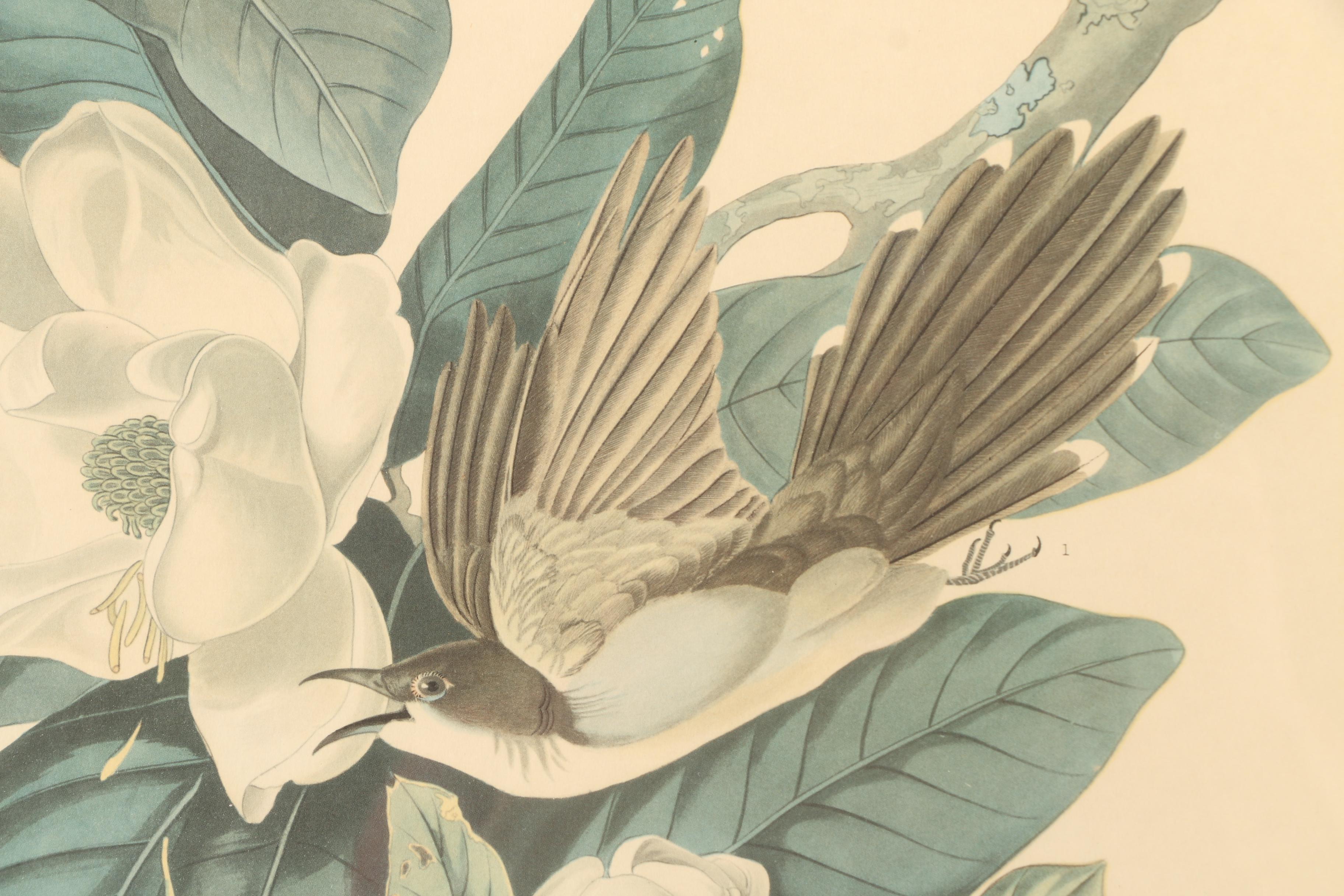 Offset Lithograph After John J. Audubon's "Black-billed Cuckoo"