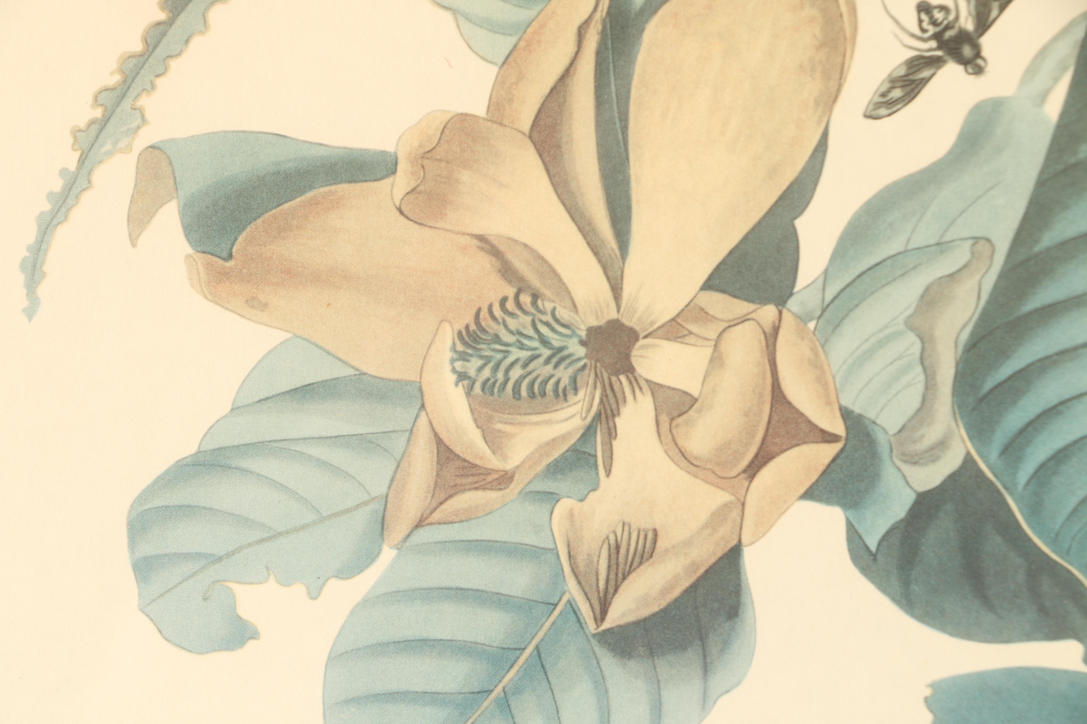 Offset Lithograph After John J. Audubon's "Black-billed Cuckoo"