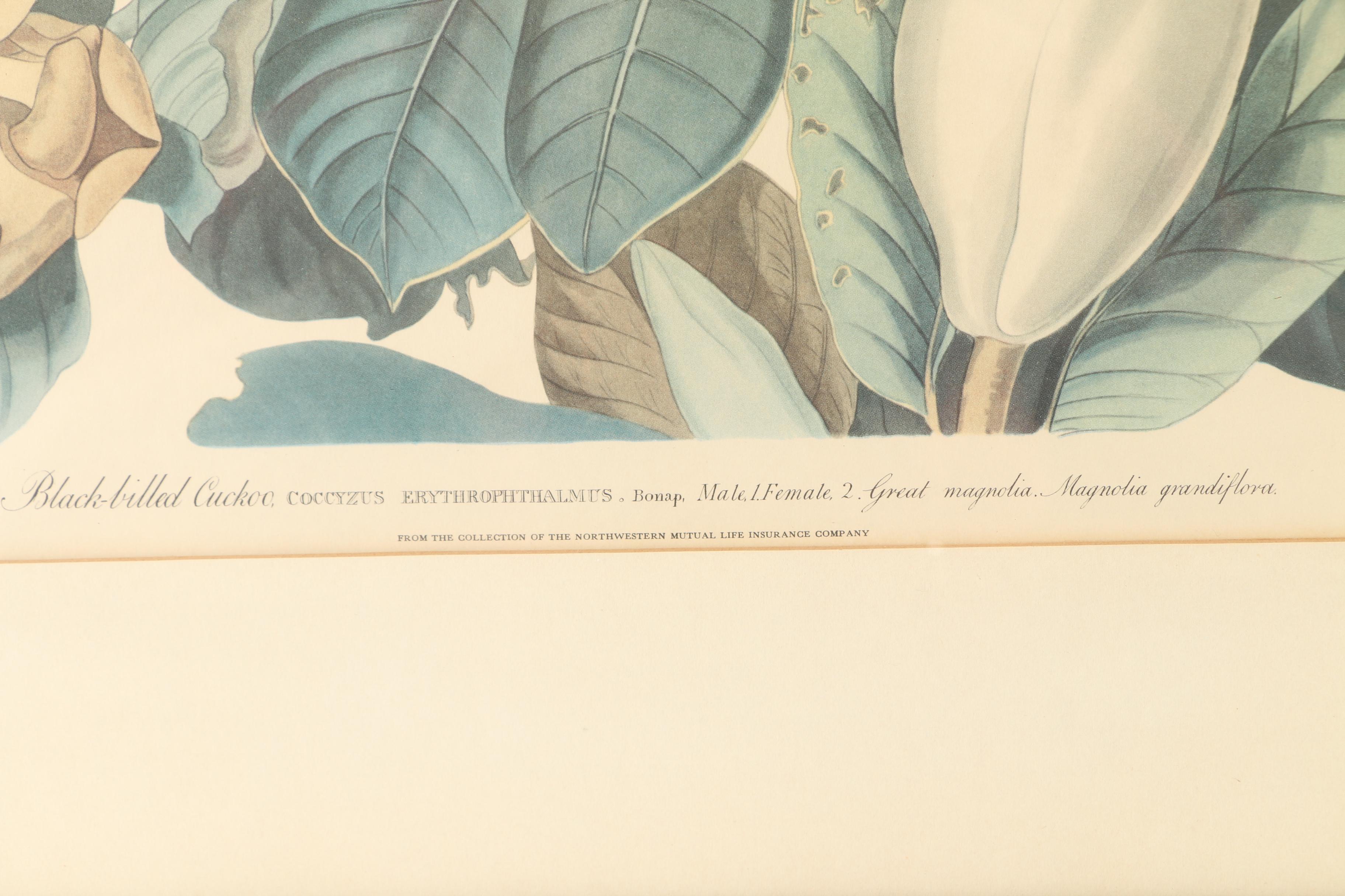 Offset Lithograph After John J. Audubon's "Black-billed Cuckoo"