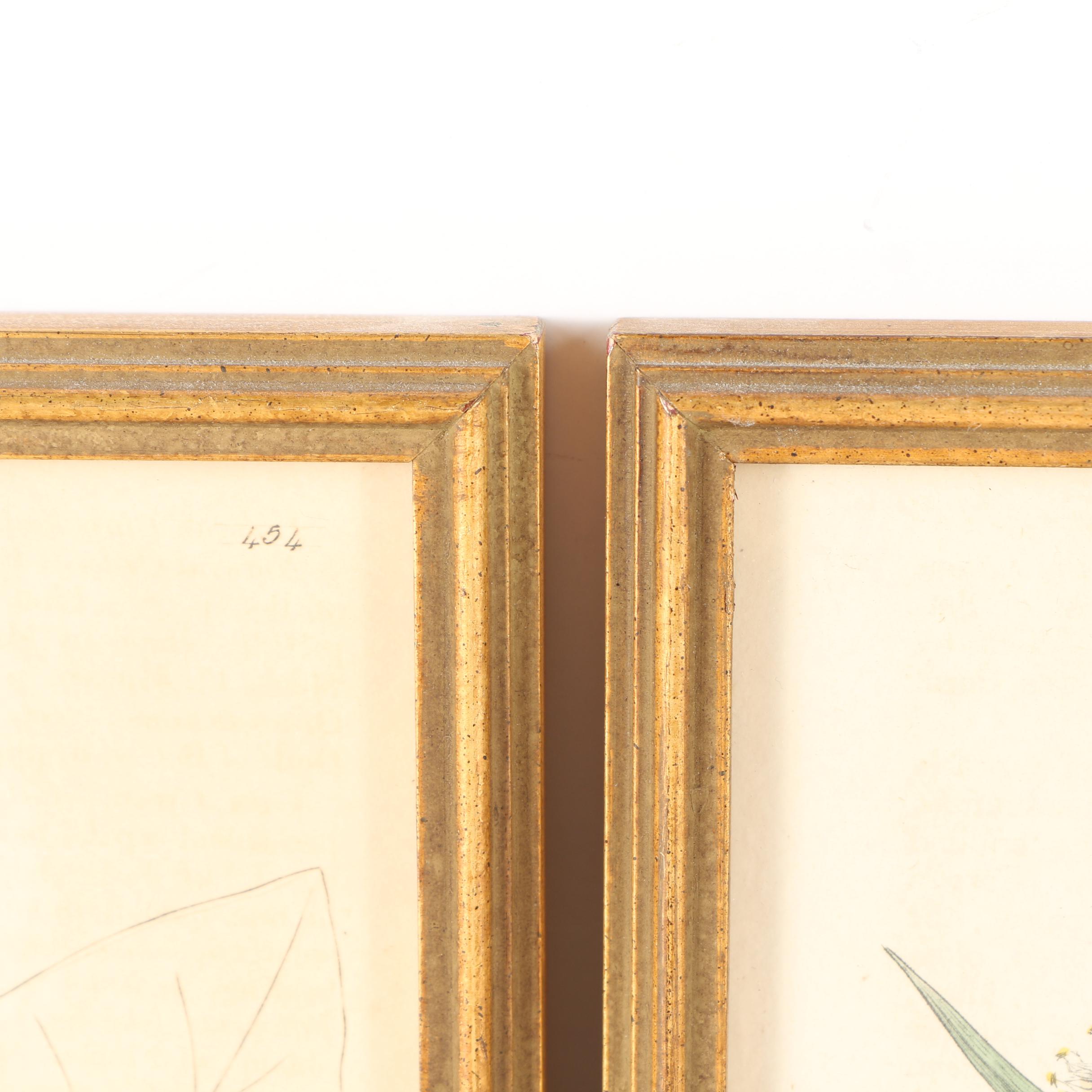 Six 19th Century W. Baxter Hand Colored Engravings of British Flowering Plants