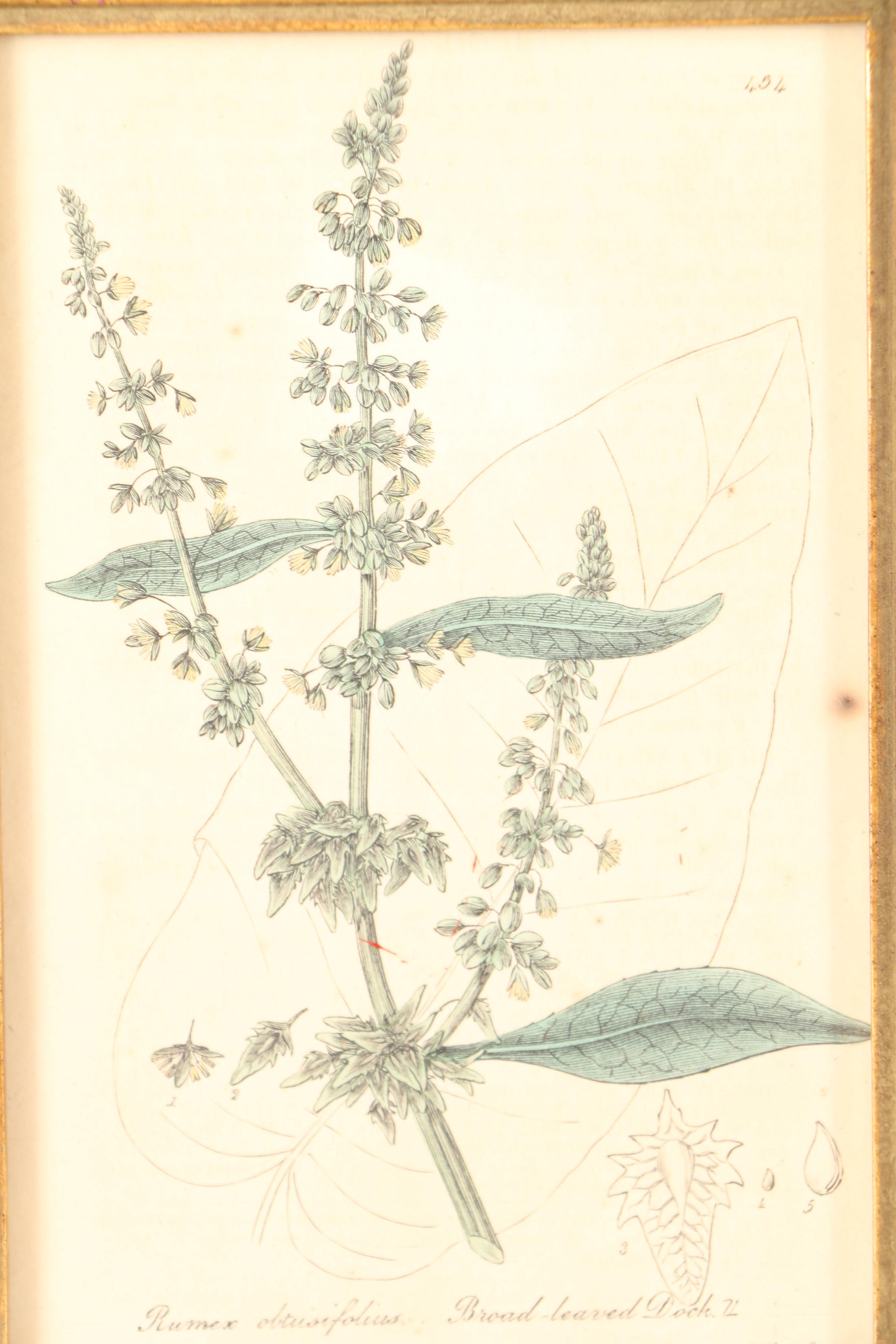 Six 19th Century W. Baxter Hand Colored Engravings of British Flowering Plants