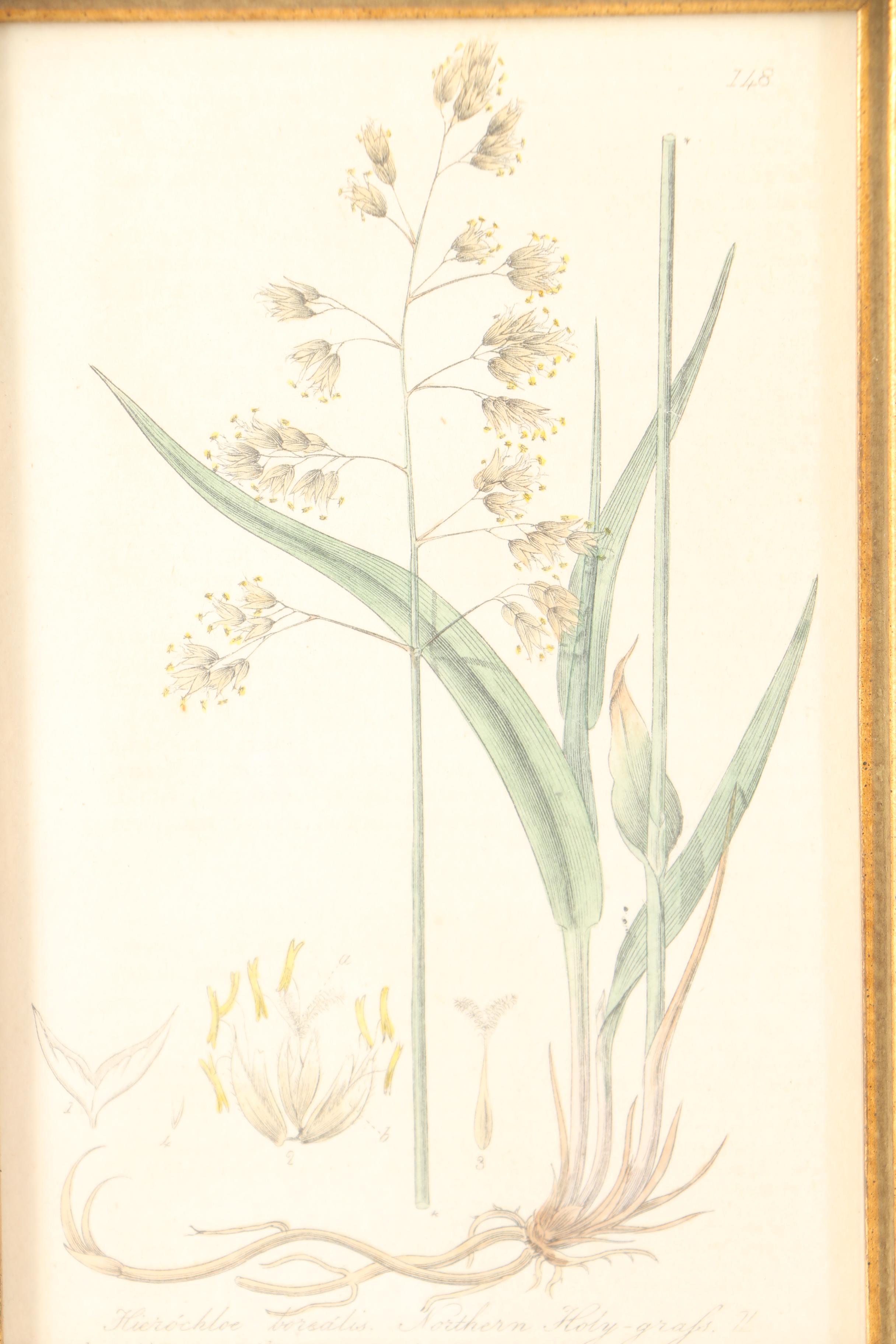 Six 19th Century W. Baxter Hand Colored Engravings of British Flowering Plants