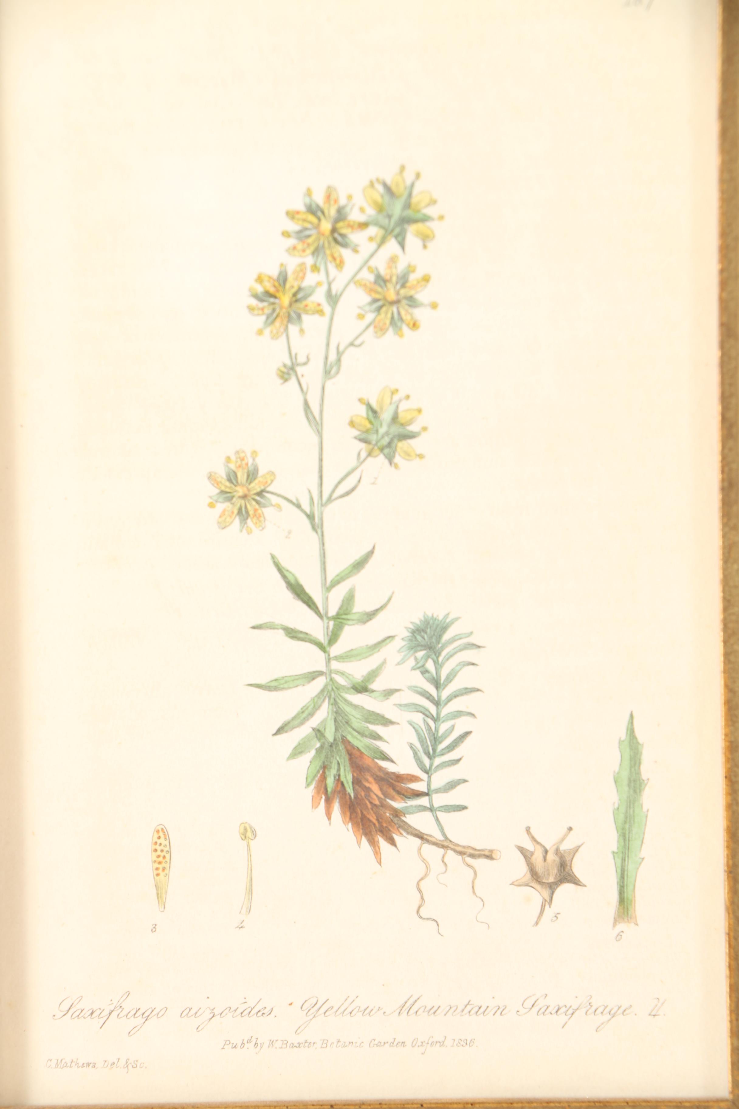 Six 19th Century W. Baxter Hand Colored Engravings of British Flowering Plants