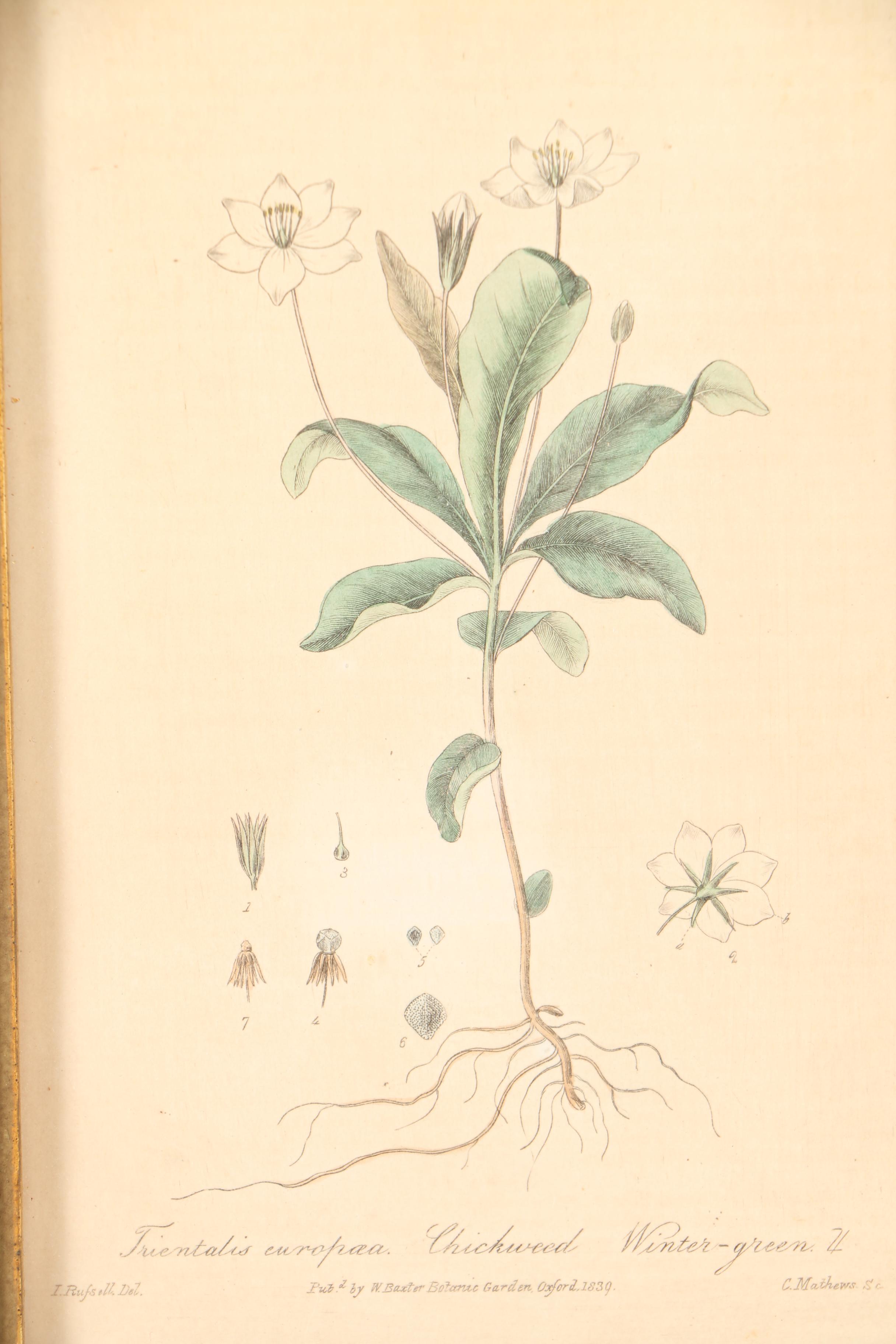 Six 19th Century W. Baxter Hand Colored Engravings of British Flowering Plants