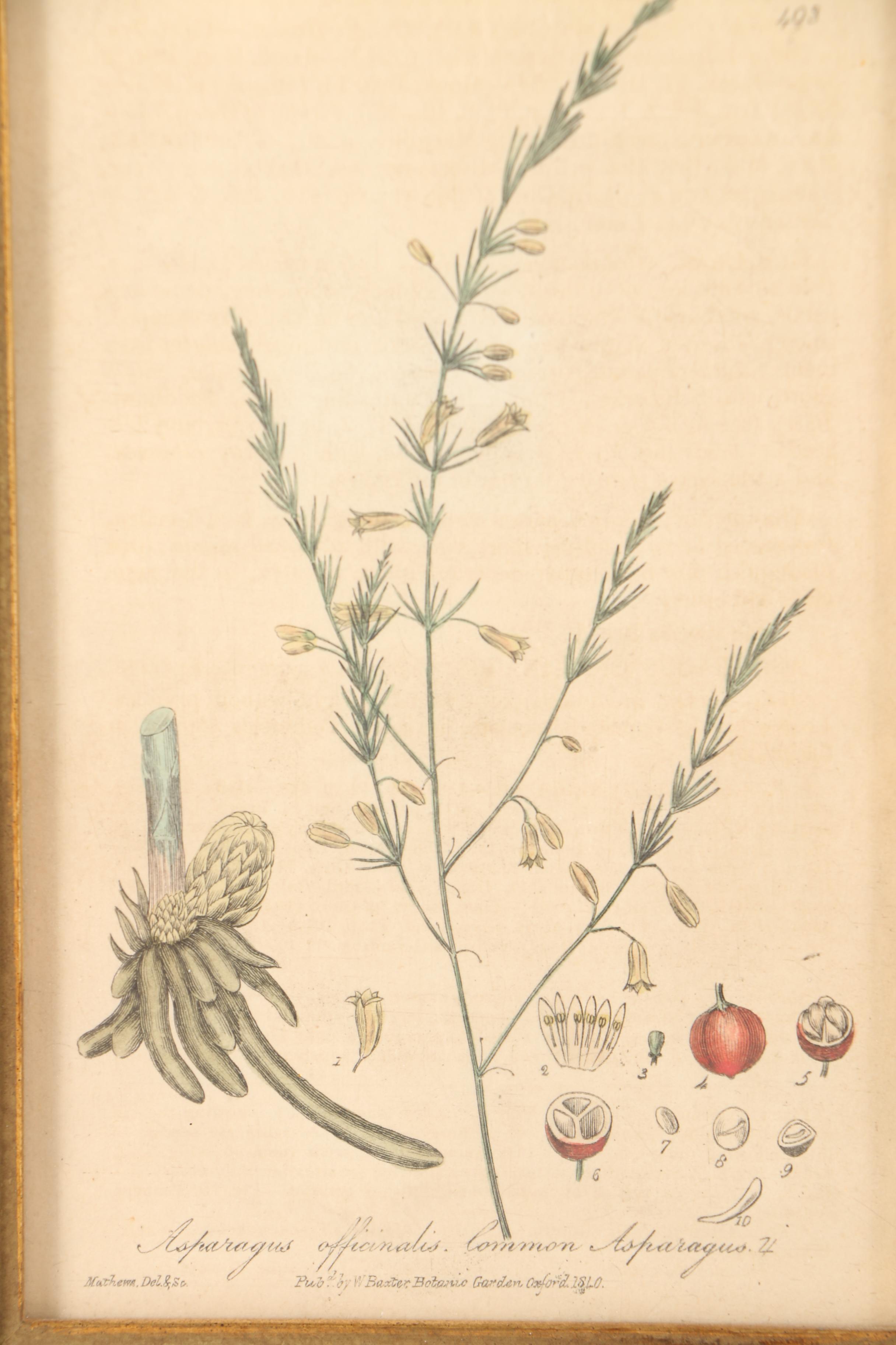 Six 19th Century W. Baxter Hand Colored Engravings of British Flowering Plants