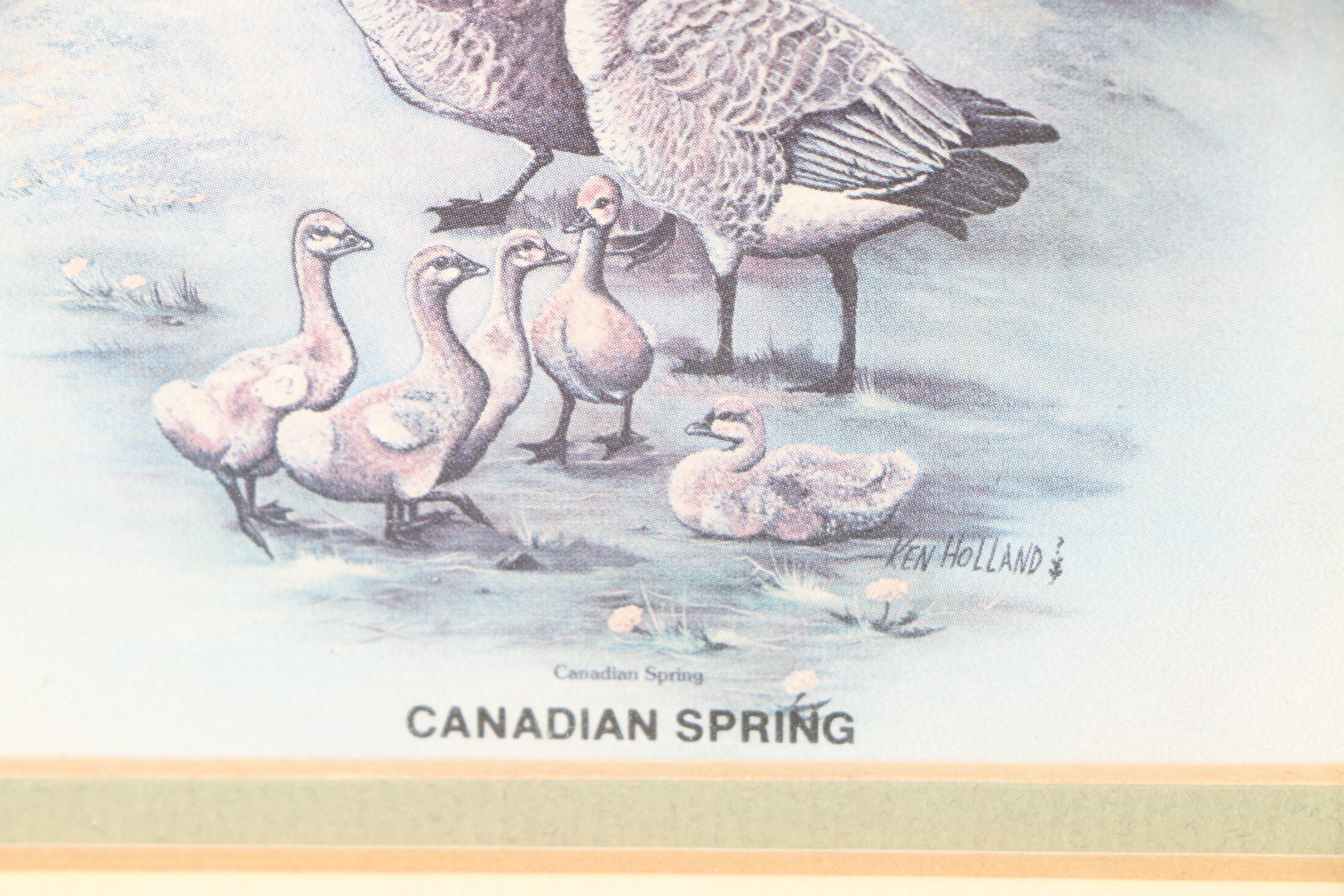 Offset Lithographs of Birds Featuring "Canadian Spring" After Ken Holland