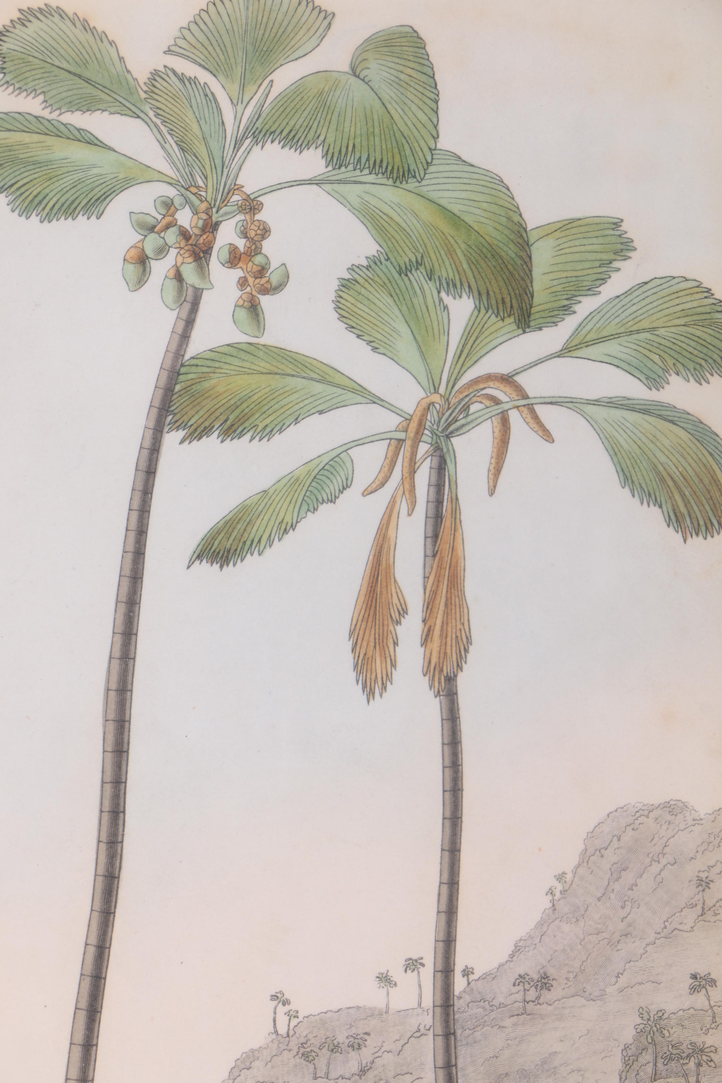Hand-Colored Engravings of Palm Trees and Dogs