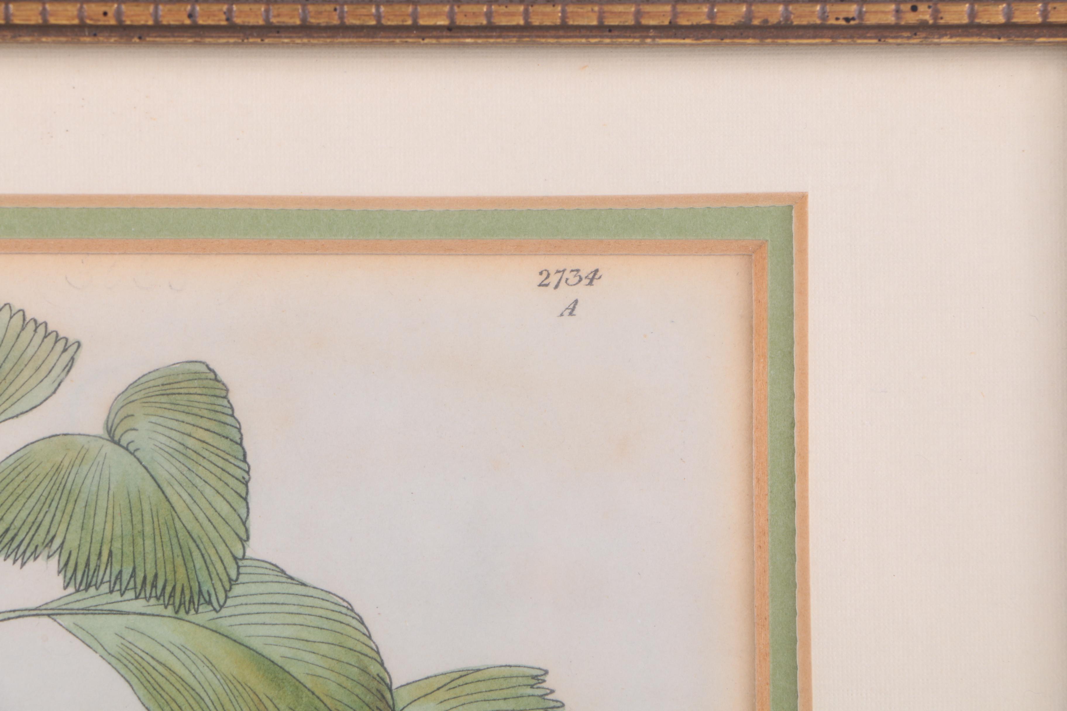 Hand-Colored Engravings of Palm Trees and Dogs