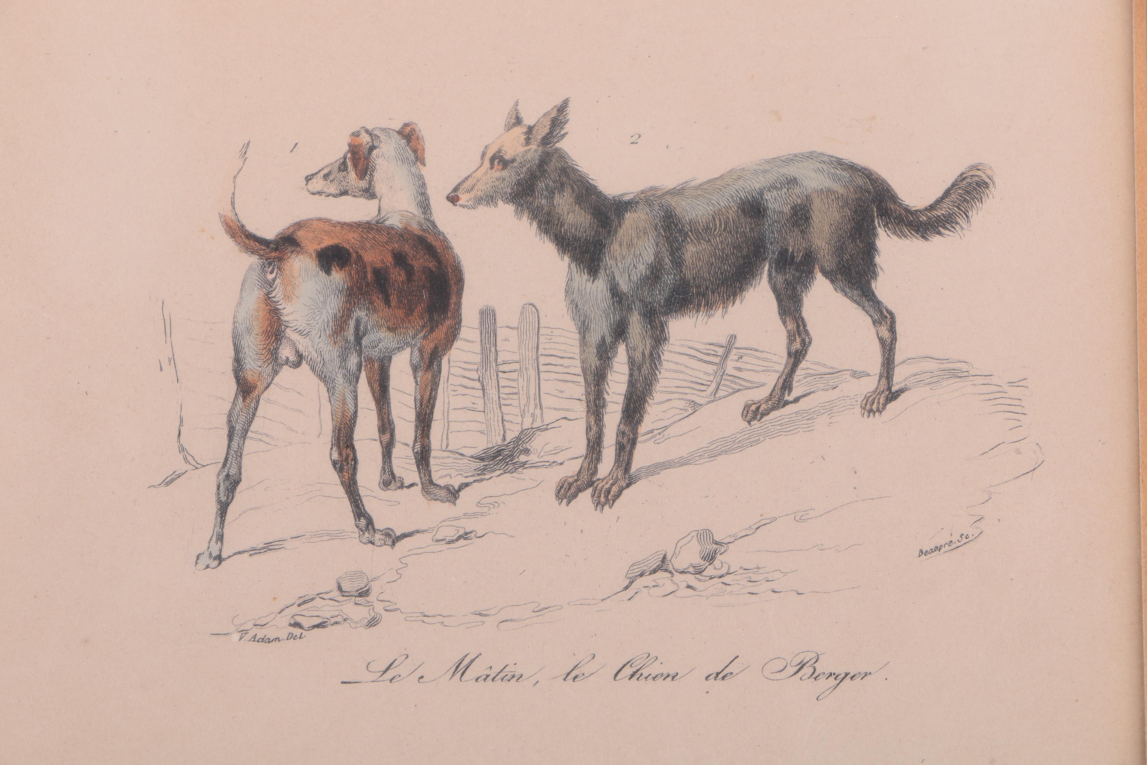 Hand-Colored Engravings of Palm Trees and Dogs