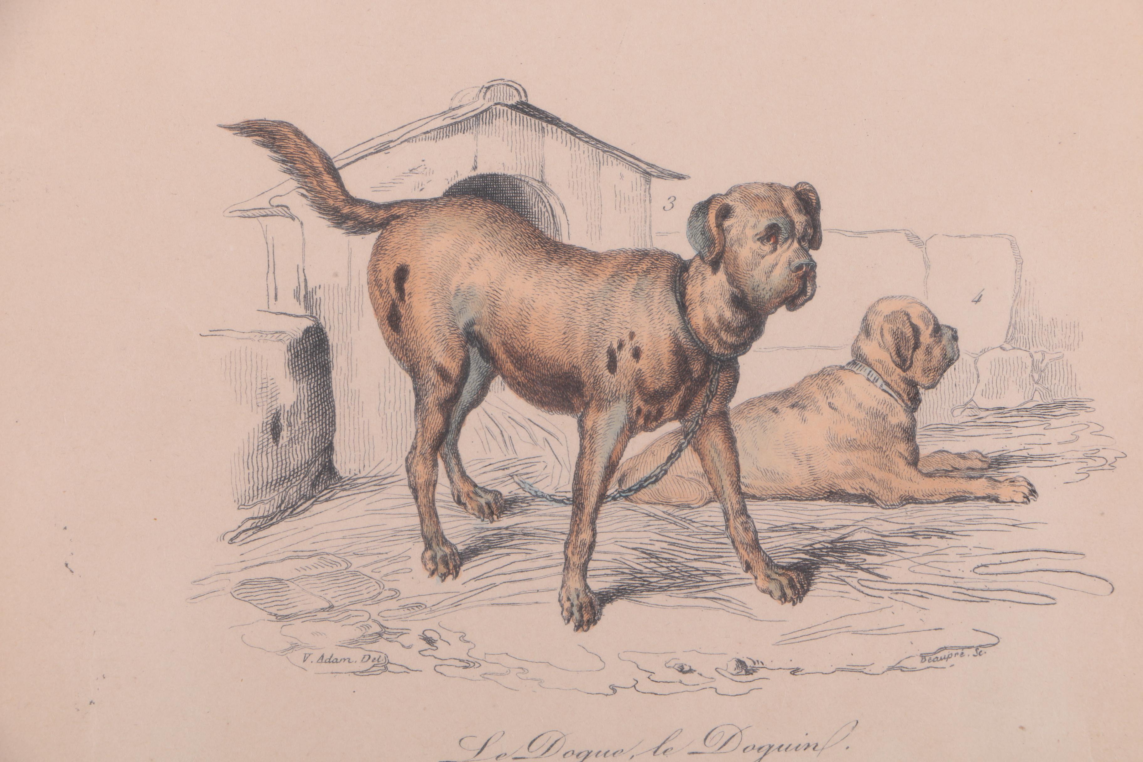 Hand-Colored Engravings of Palm Trees and Dogs