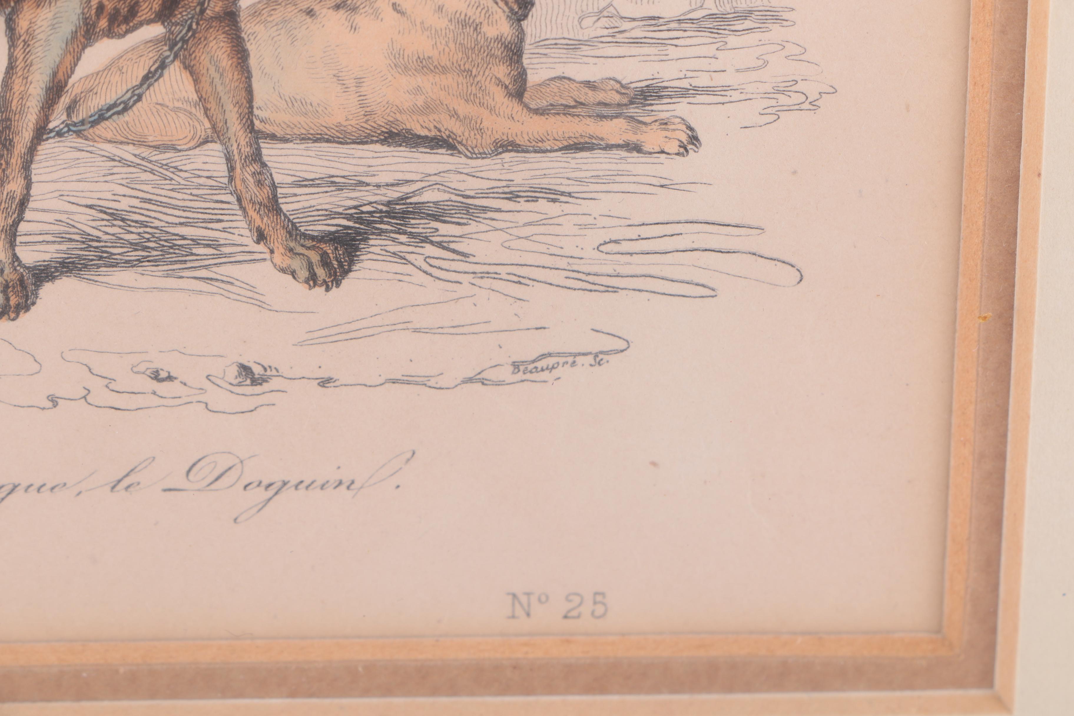 Hand-Colored Engravings of Palm Trees and Dogs