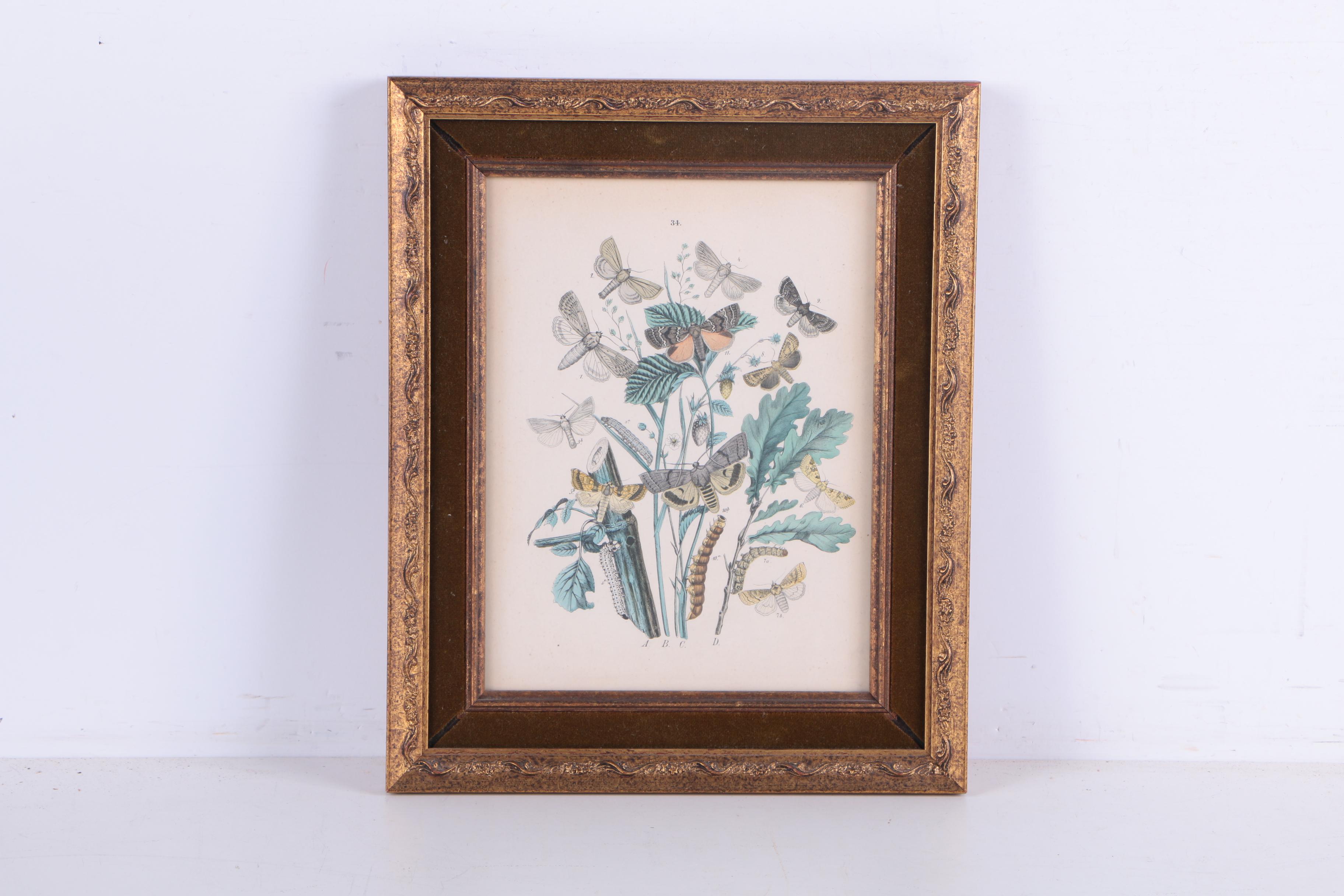 Hand Colored Lithographs of Botanical Studies and Butterflies