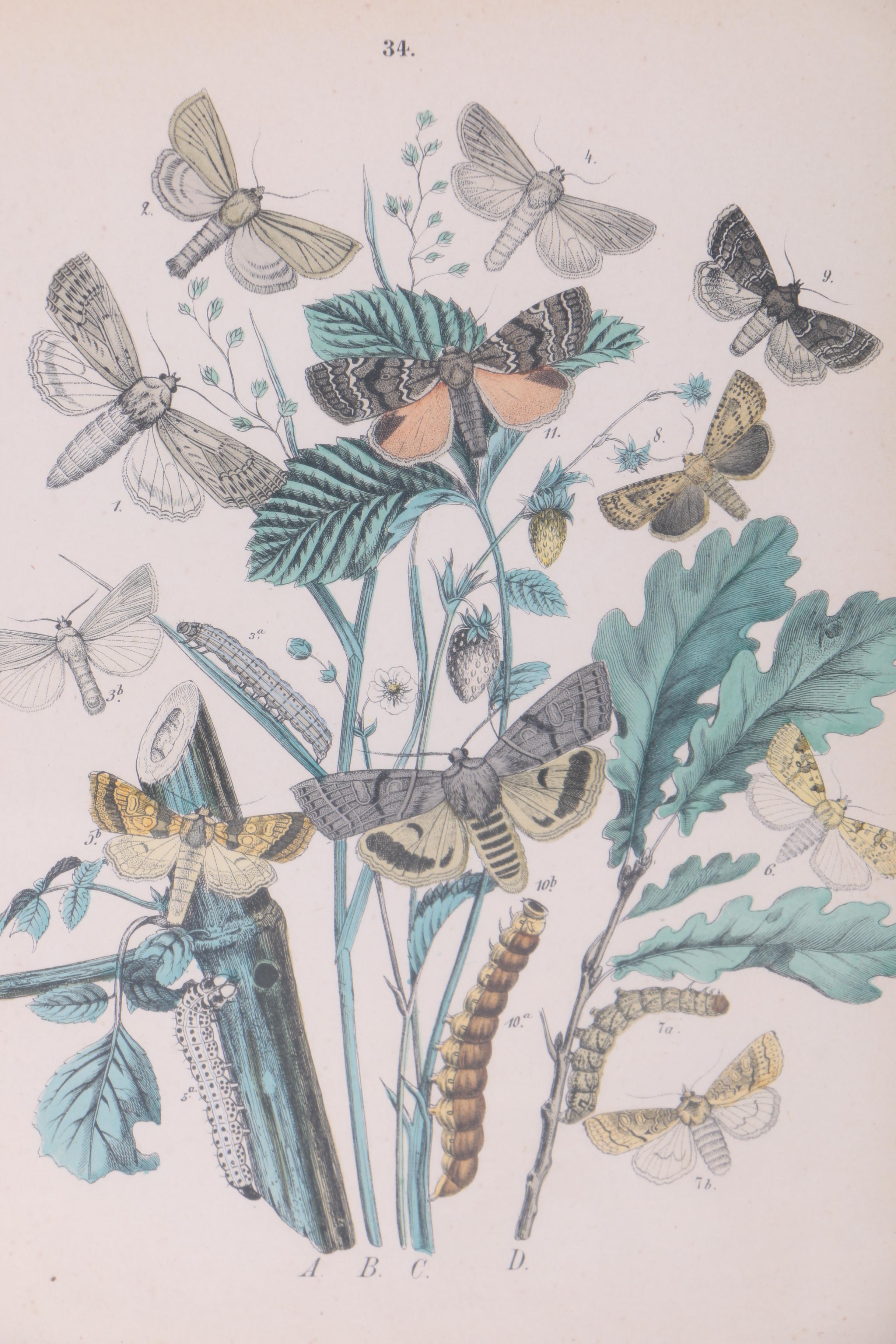 Hand Colored Lithographs of Botanical Studies and Butterflies