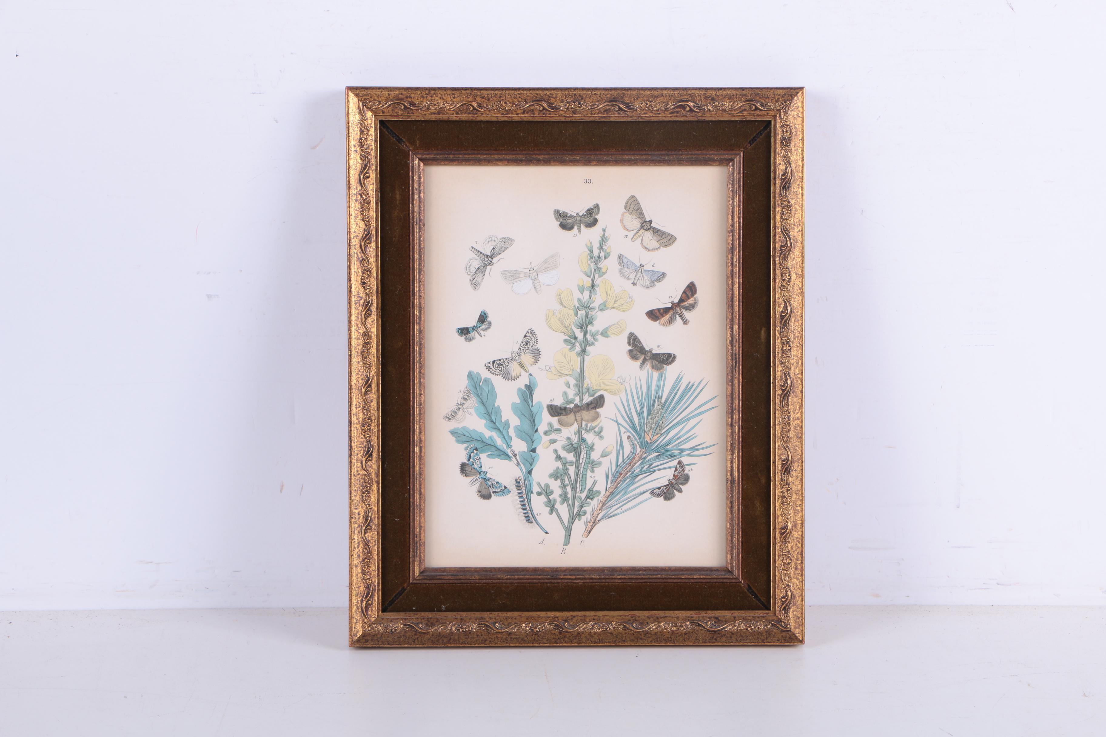 Hand Colored Lithographs of Botanical Studies and Butterflies