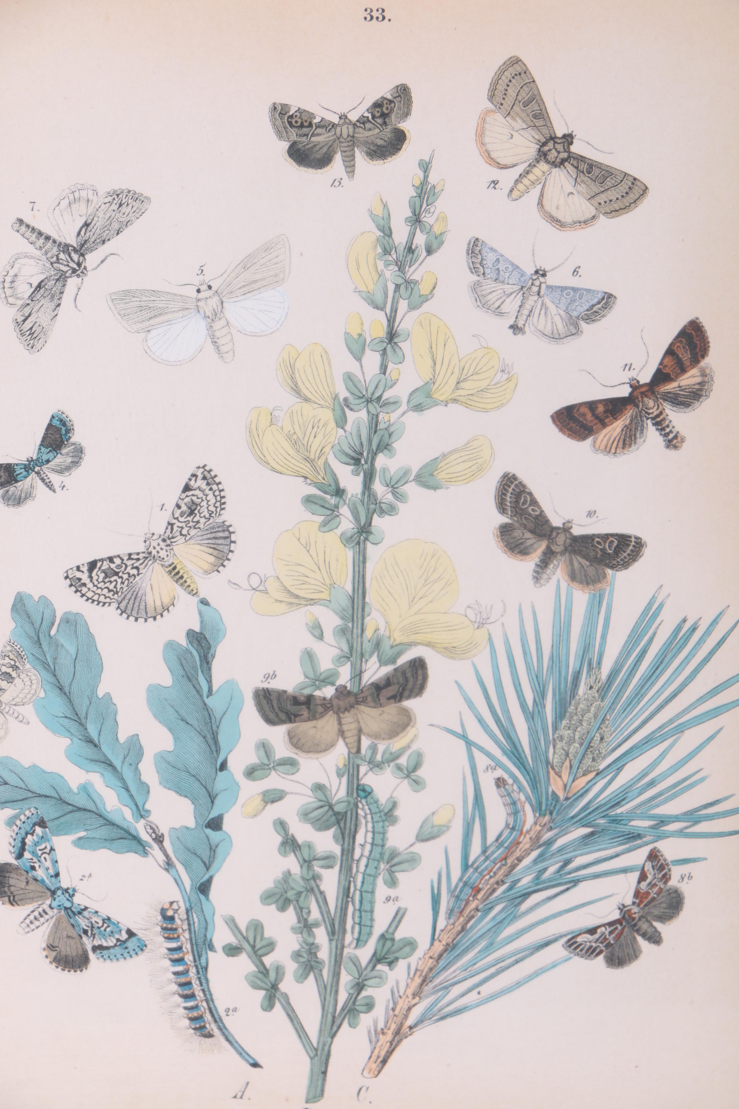Hand Colored Lithographs of Botanical Studies and Butterflies