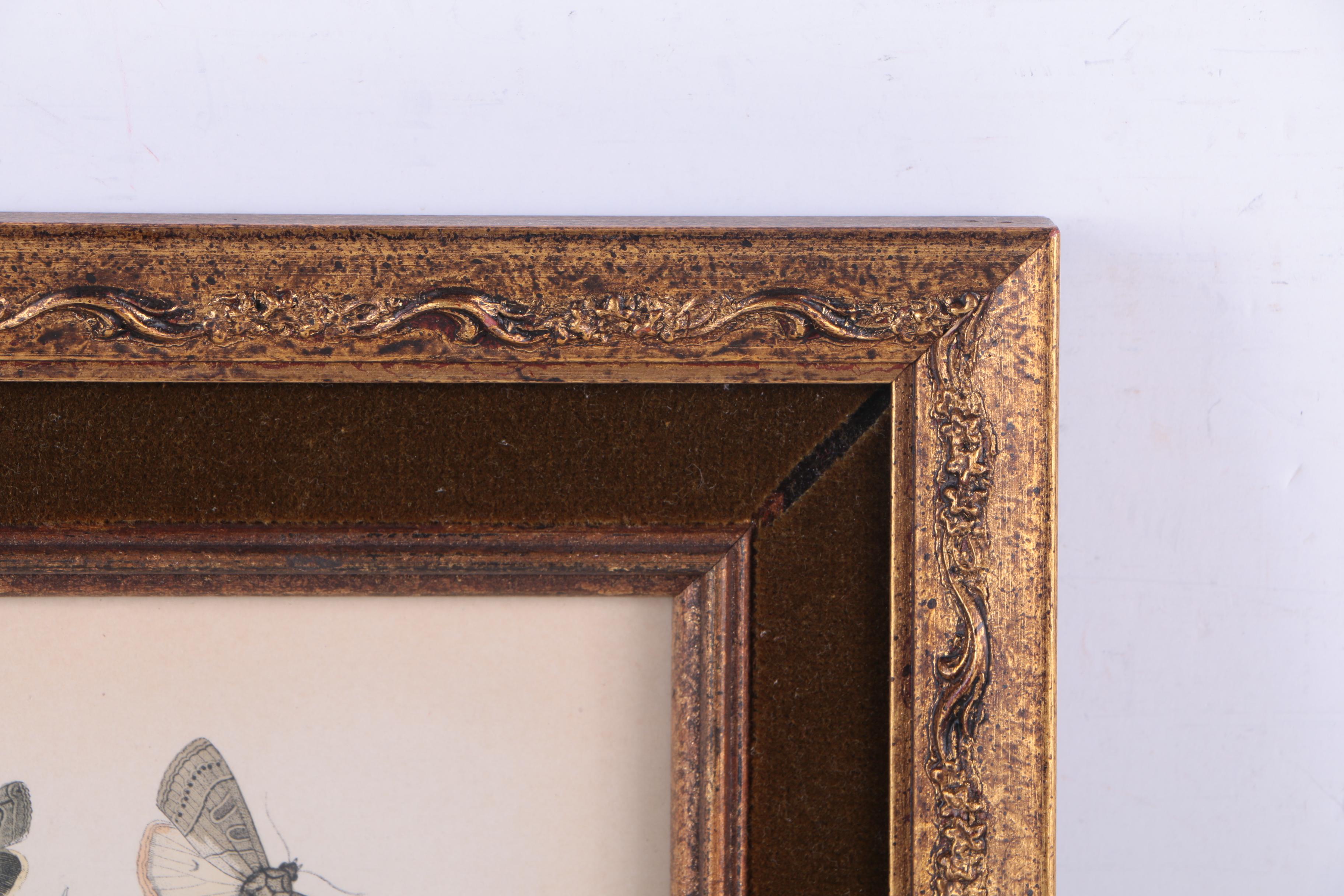 Hand Colored Lithographs of Botanical Studies and Butterflies