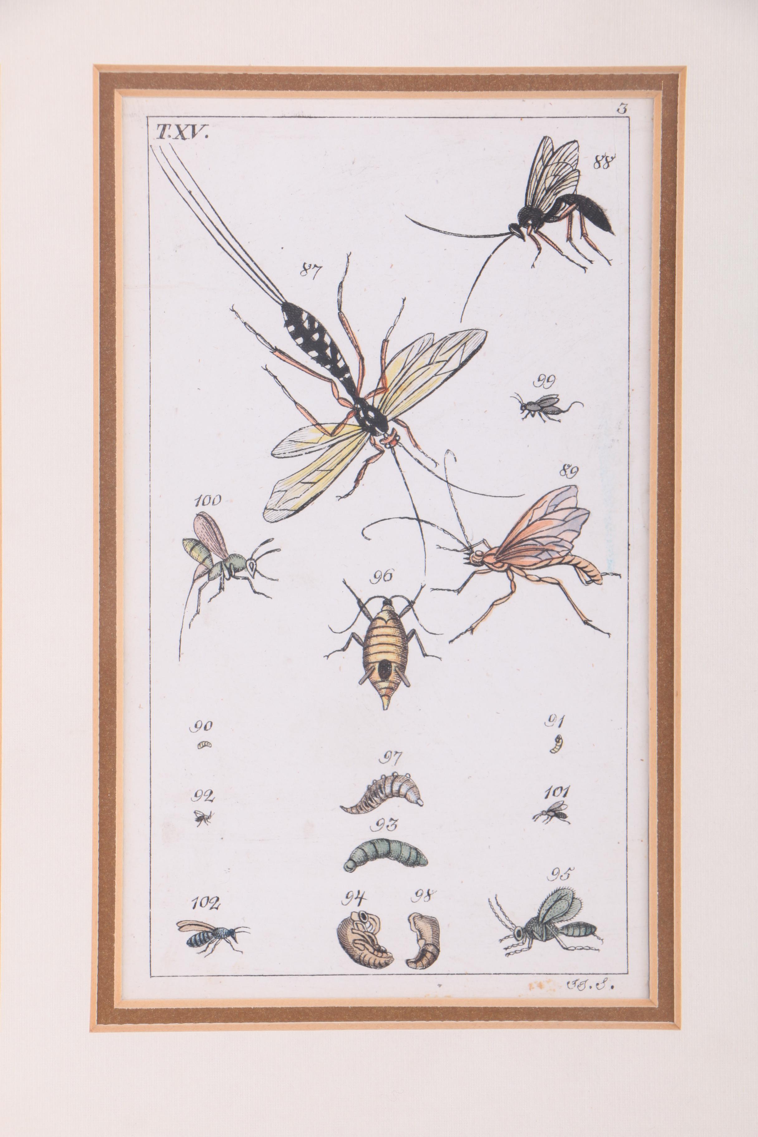 Hand Colored Engravings on Paper After J.J. Schmuzer of Insects