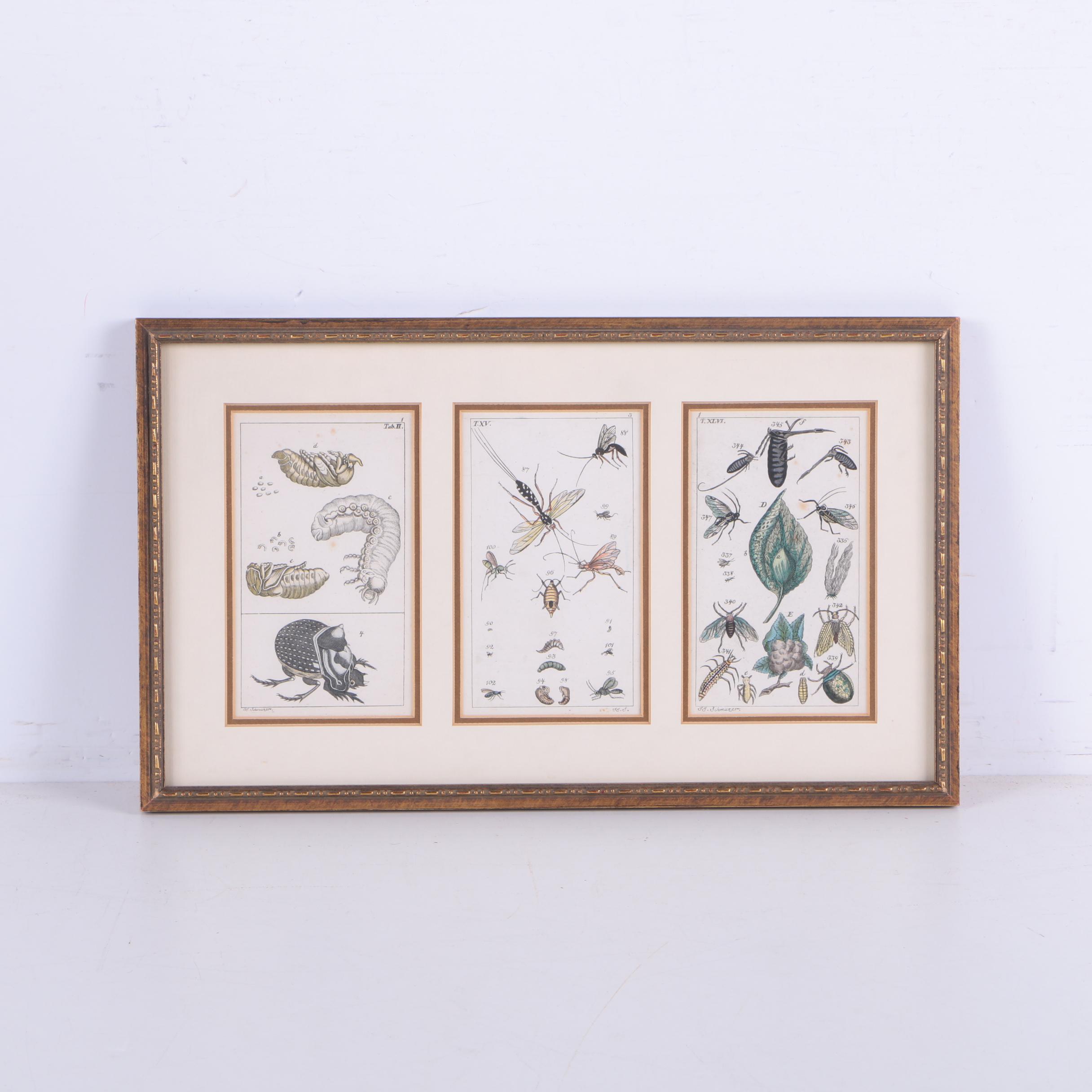 Hand Colored Engravings on Paper After J.J. Schmuzer of Insects