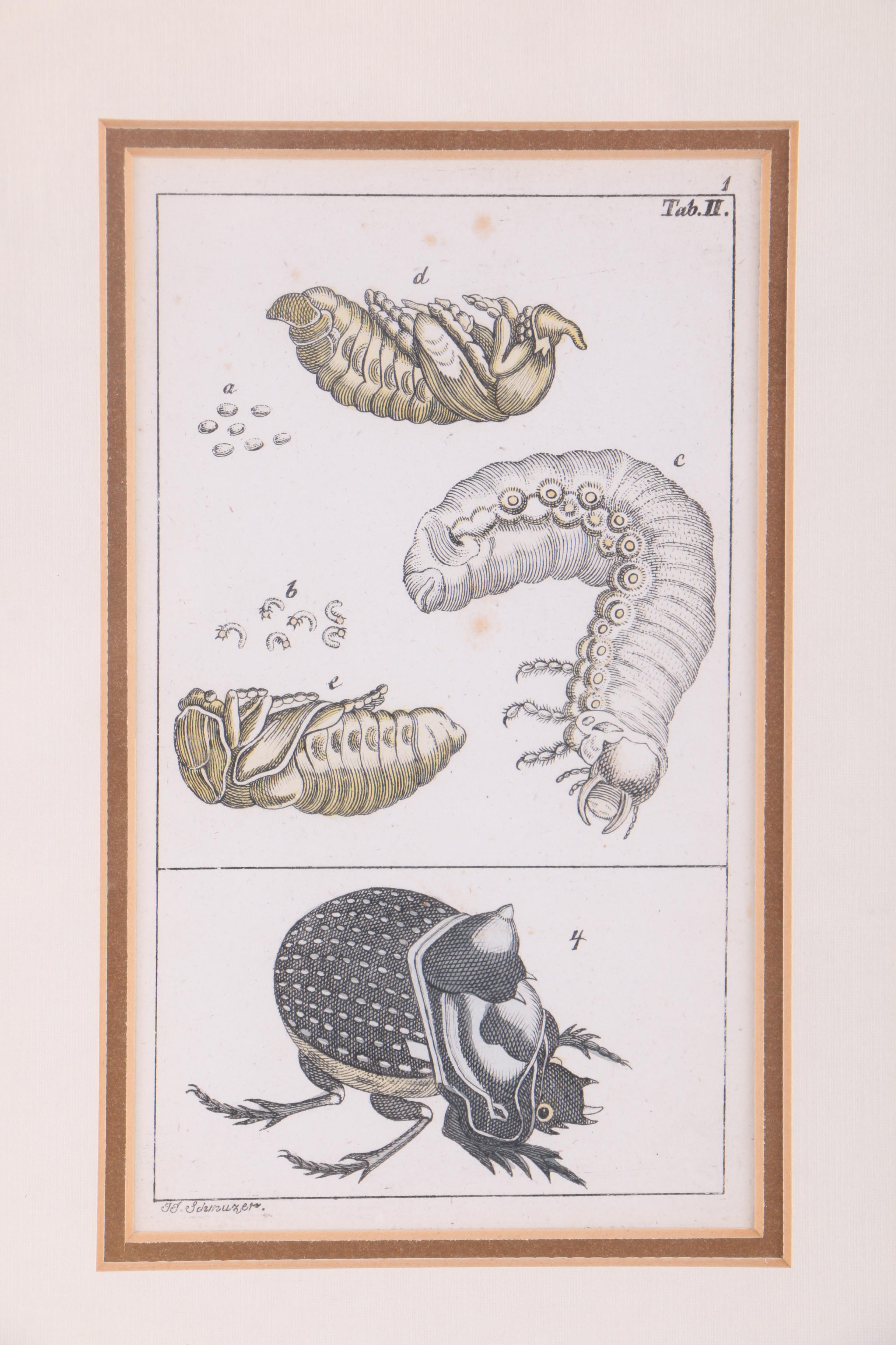 Hand Colored Engravings on Paper After J.J. Schmuzer of Insects