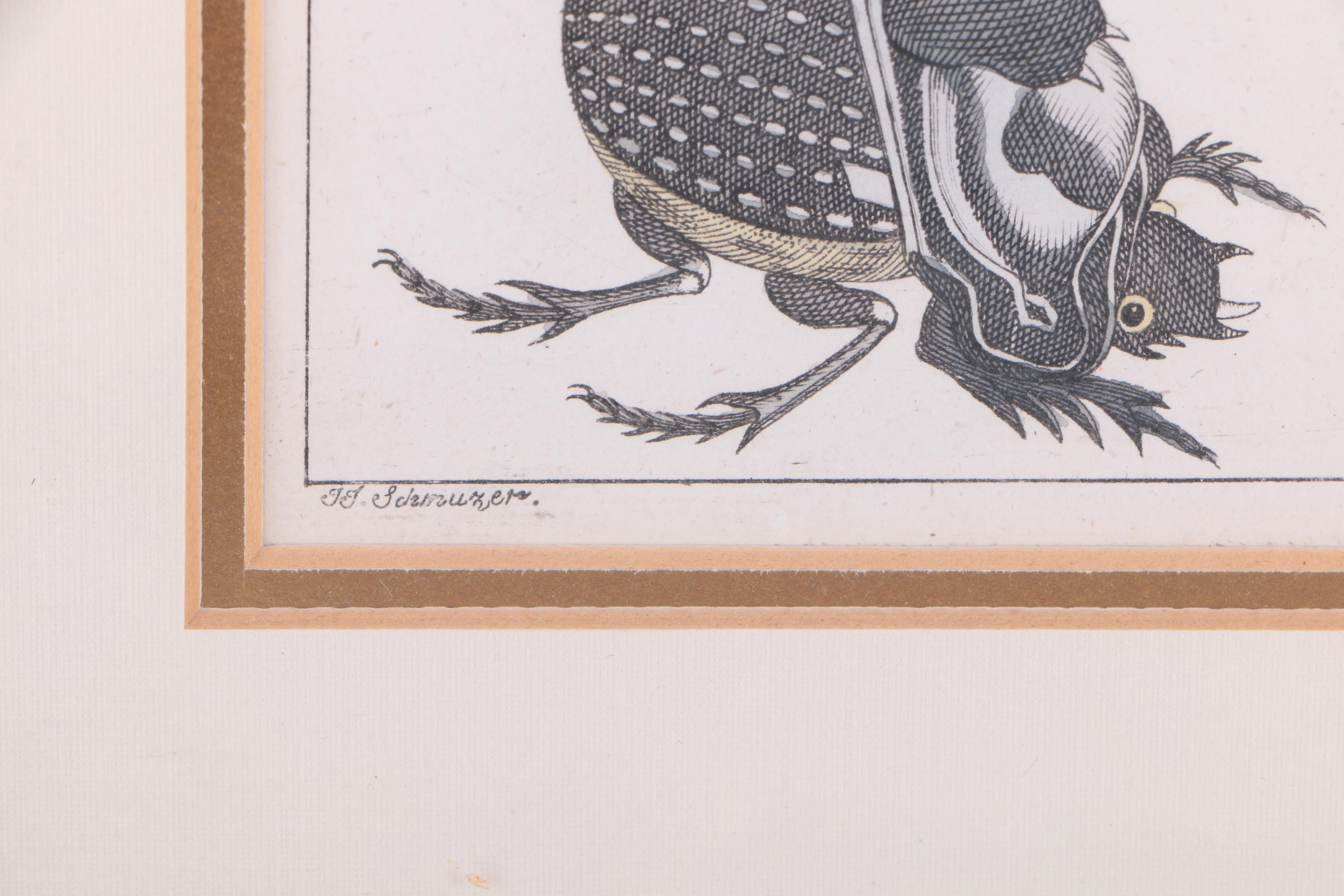 Hand Colored Engravings on Paper After J.J. Schmuzer of Insects