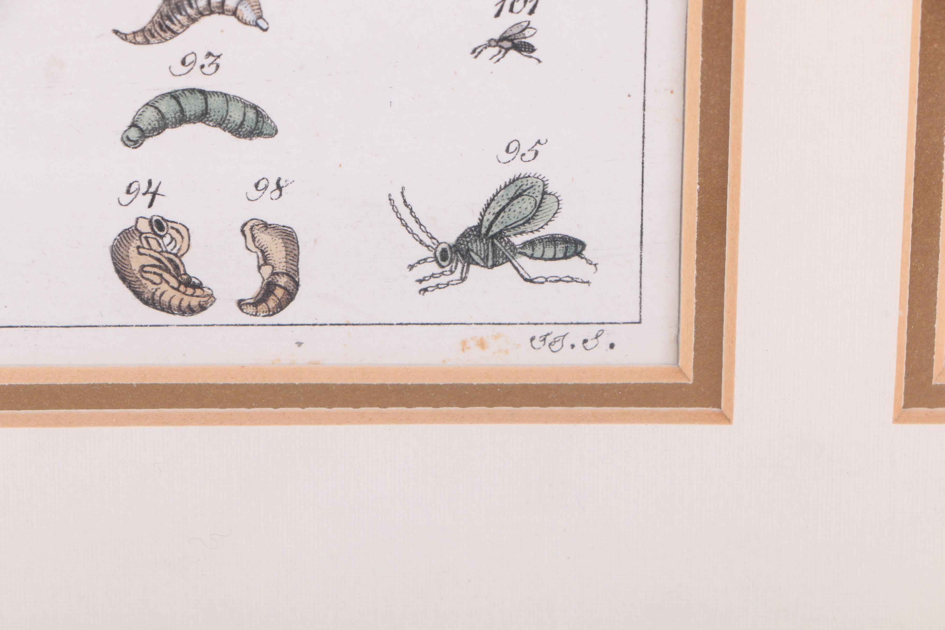 Hand Colored Engravings on Paper After J.J. Schmuzer of Insects