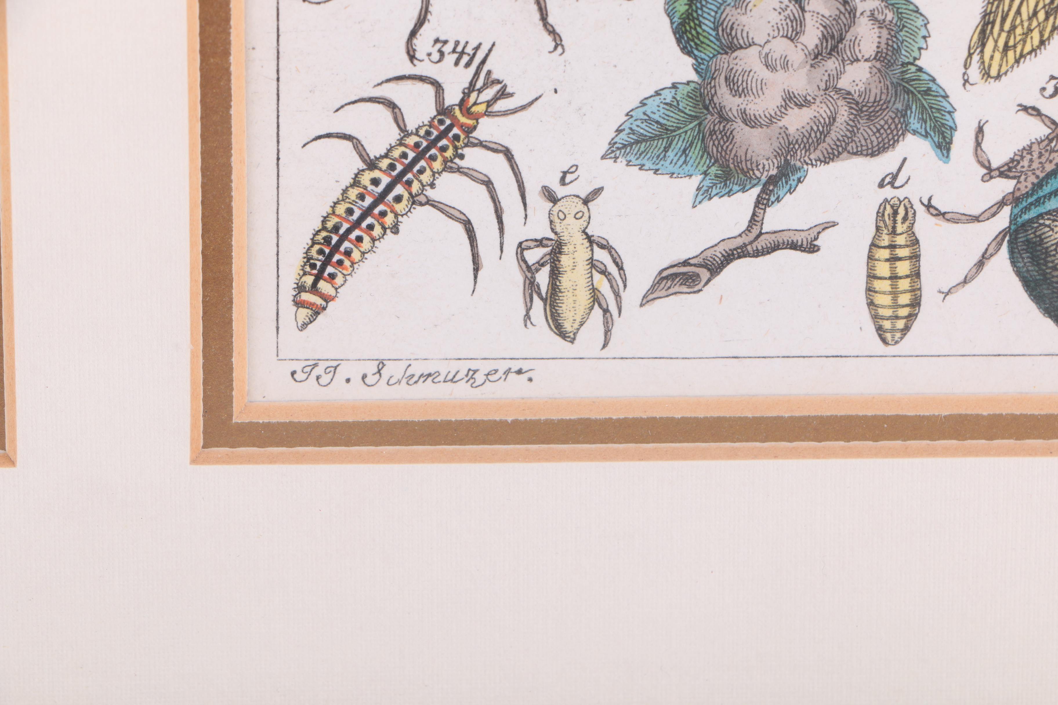 Hand Colored Engravings on Paper After J.J. Schmuzer of Insects