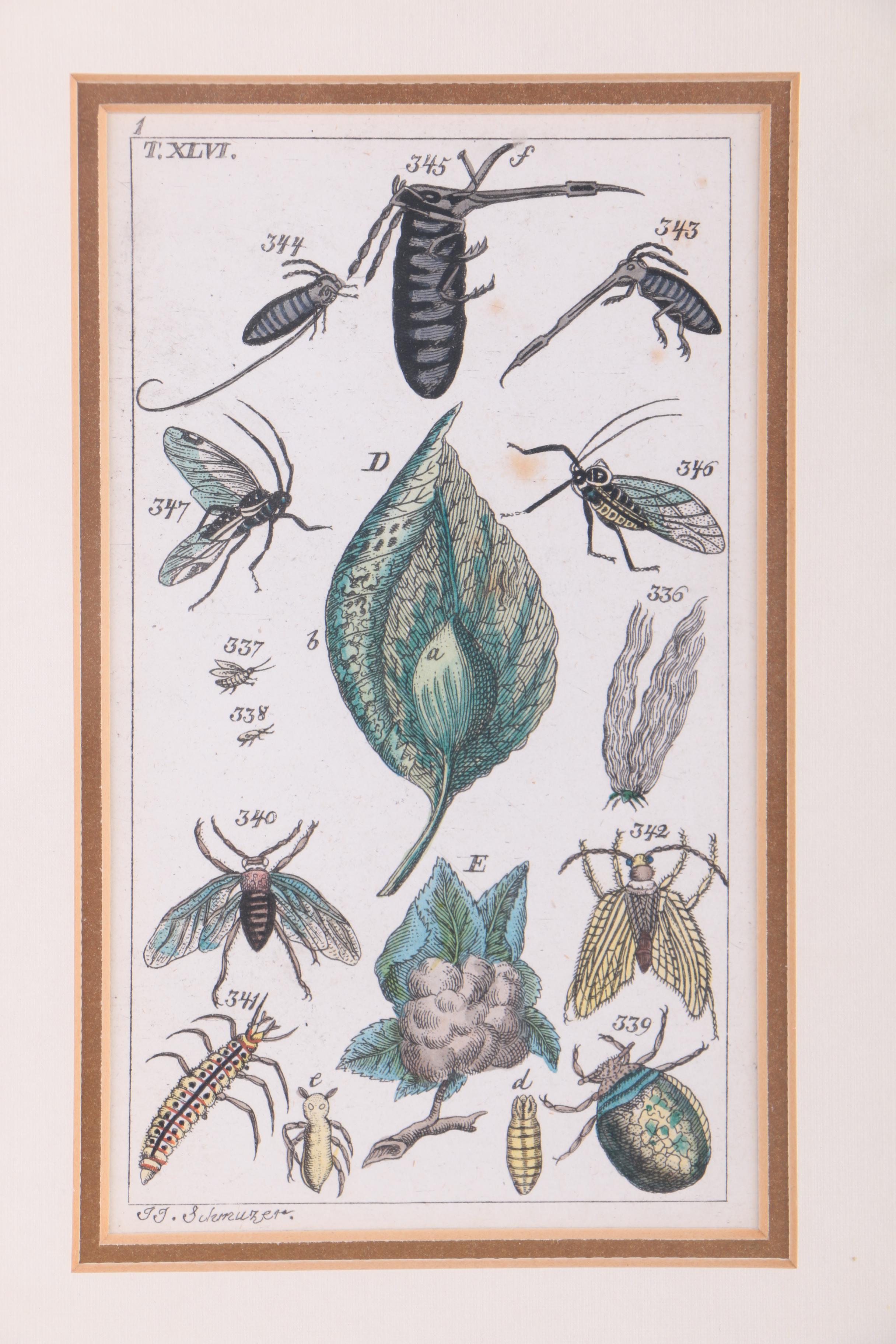 Hand Colored Engravings on Paper After J.J. Schmuzer of Insects