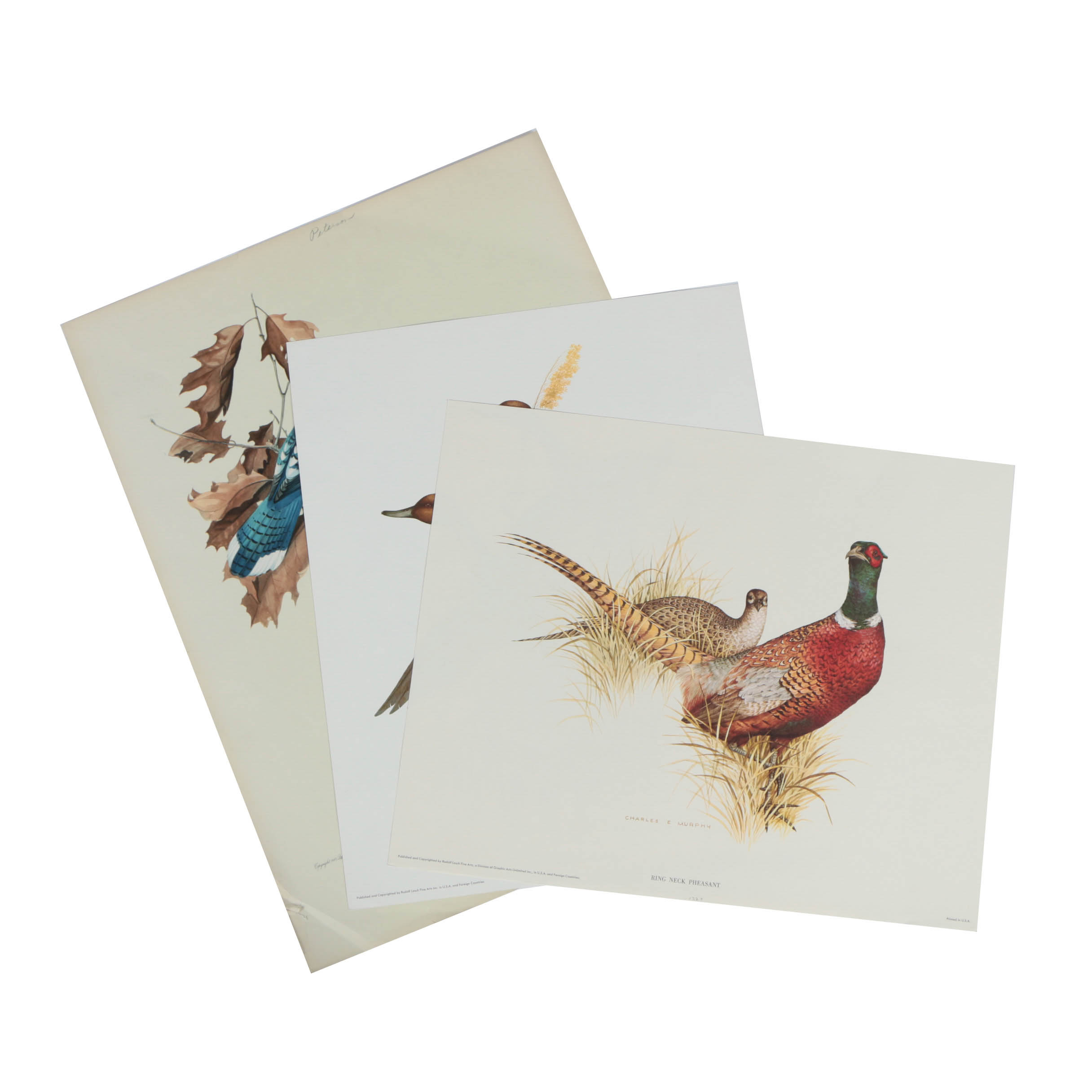 Variety of Offset Lithographs on Paper of Birds