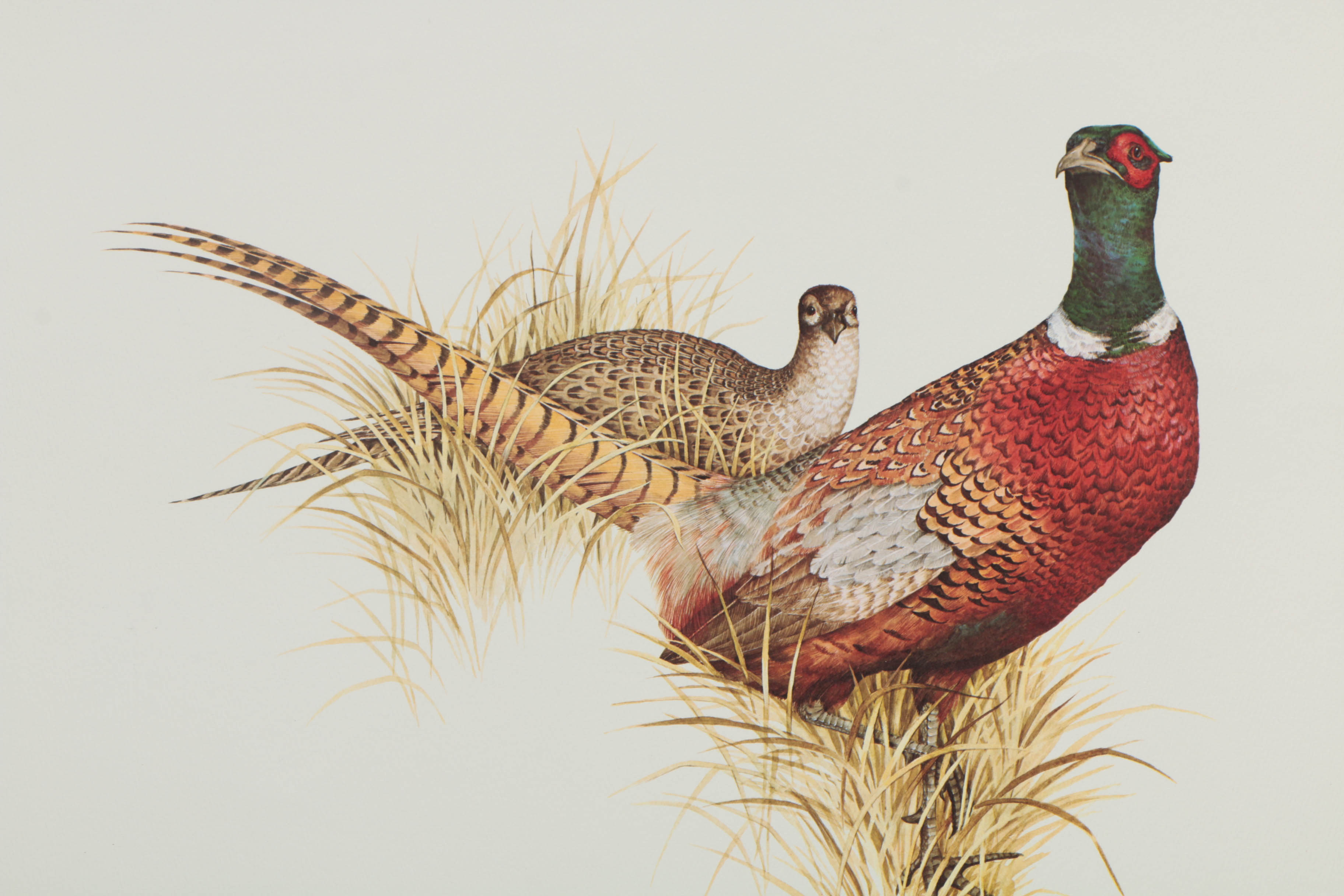 Variety of Offset Lithographs on Paper of Birds