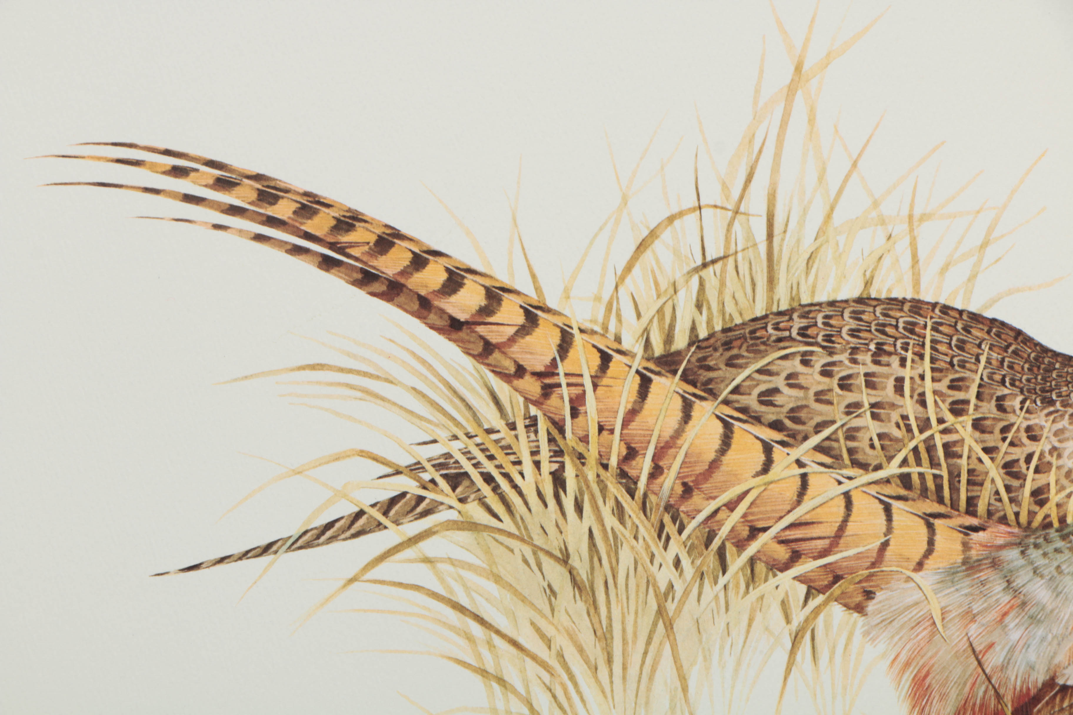 Variety of Offset Lithographs on Paper of Birds